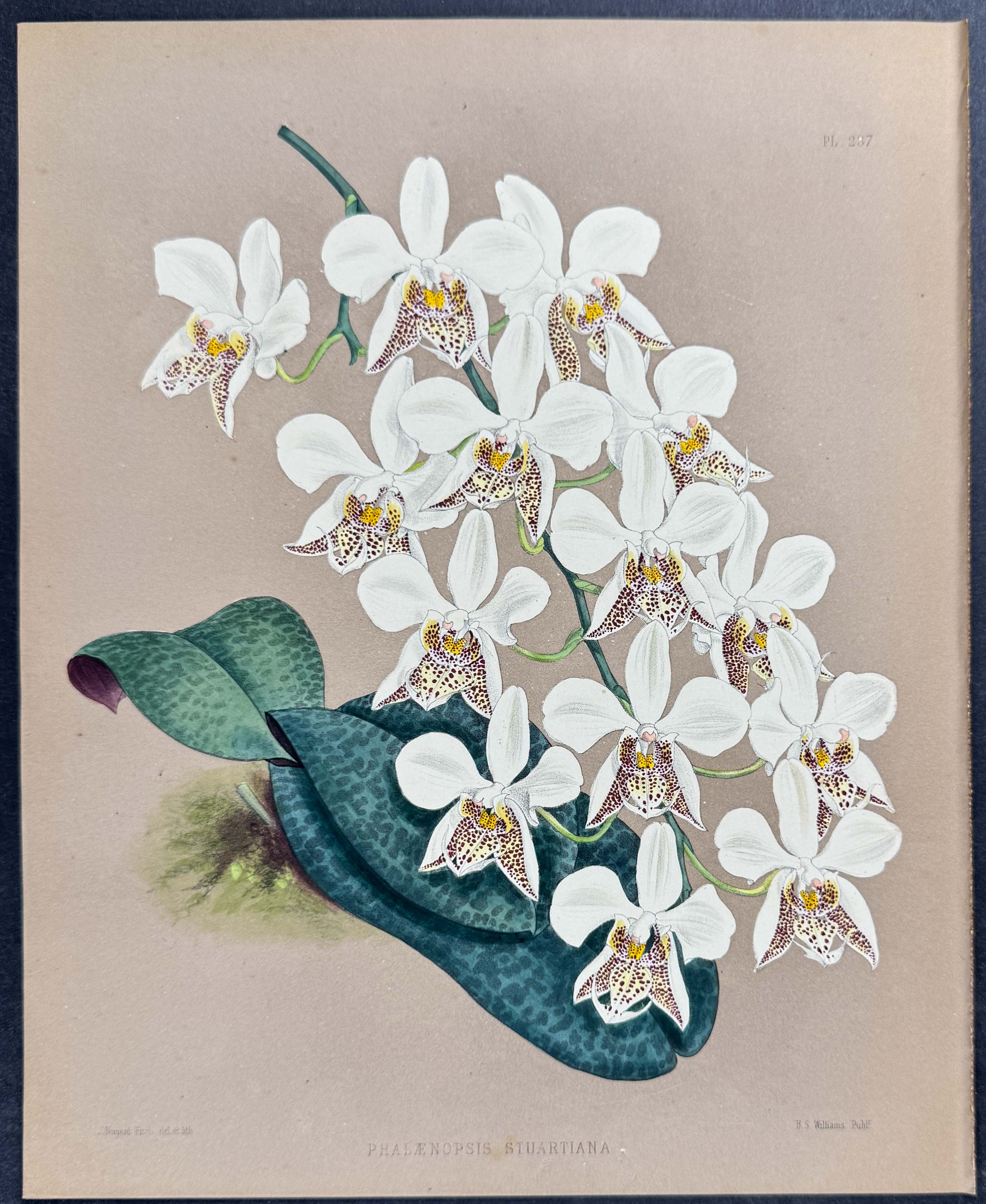 Orchid - Phalaenopsis Stuartiana Nobilis