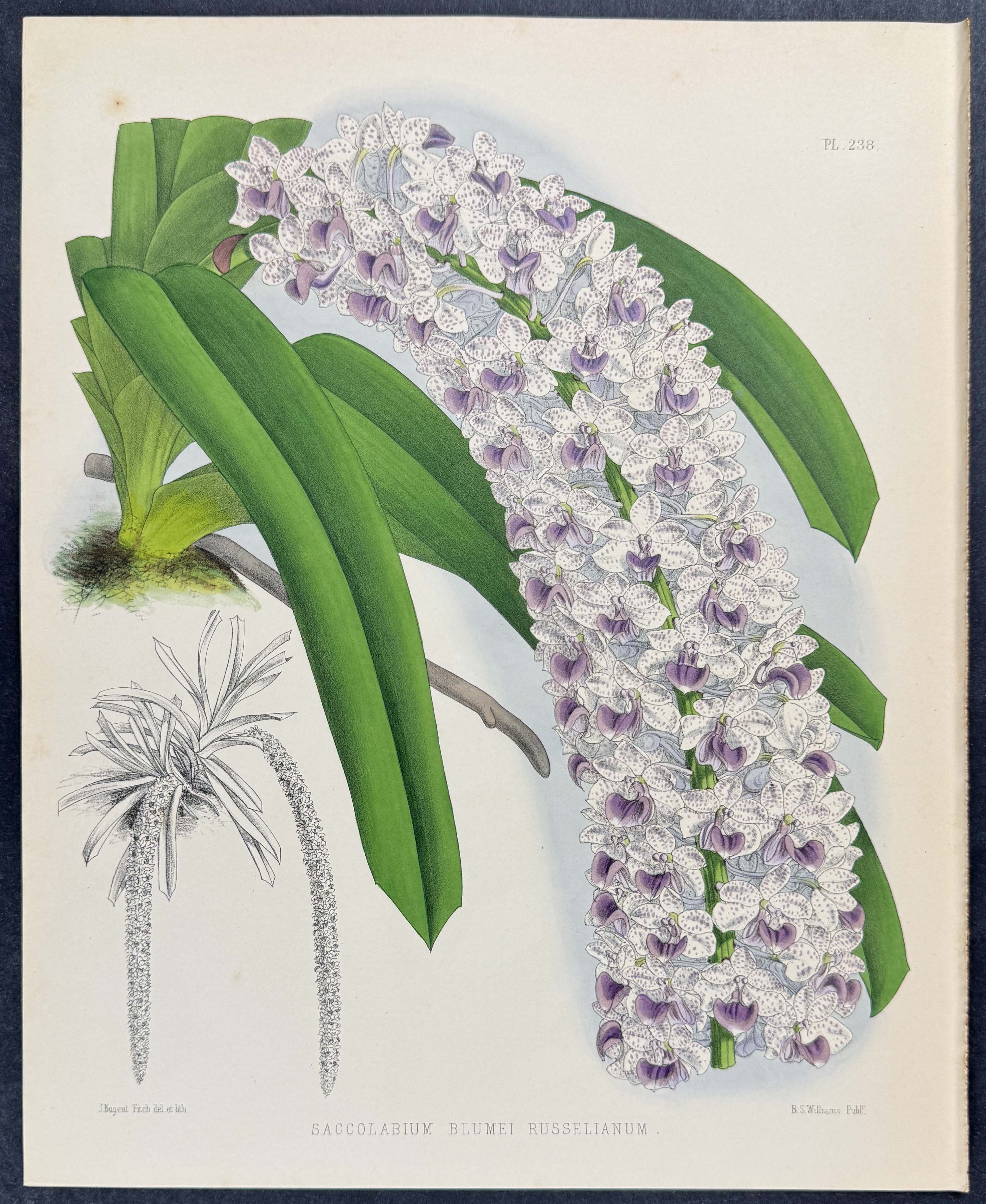 Orchid - Saccolabium Blumei Russelianum