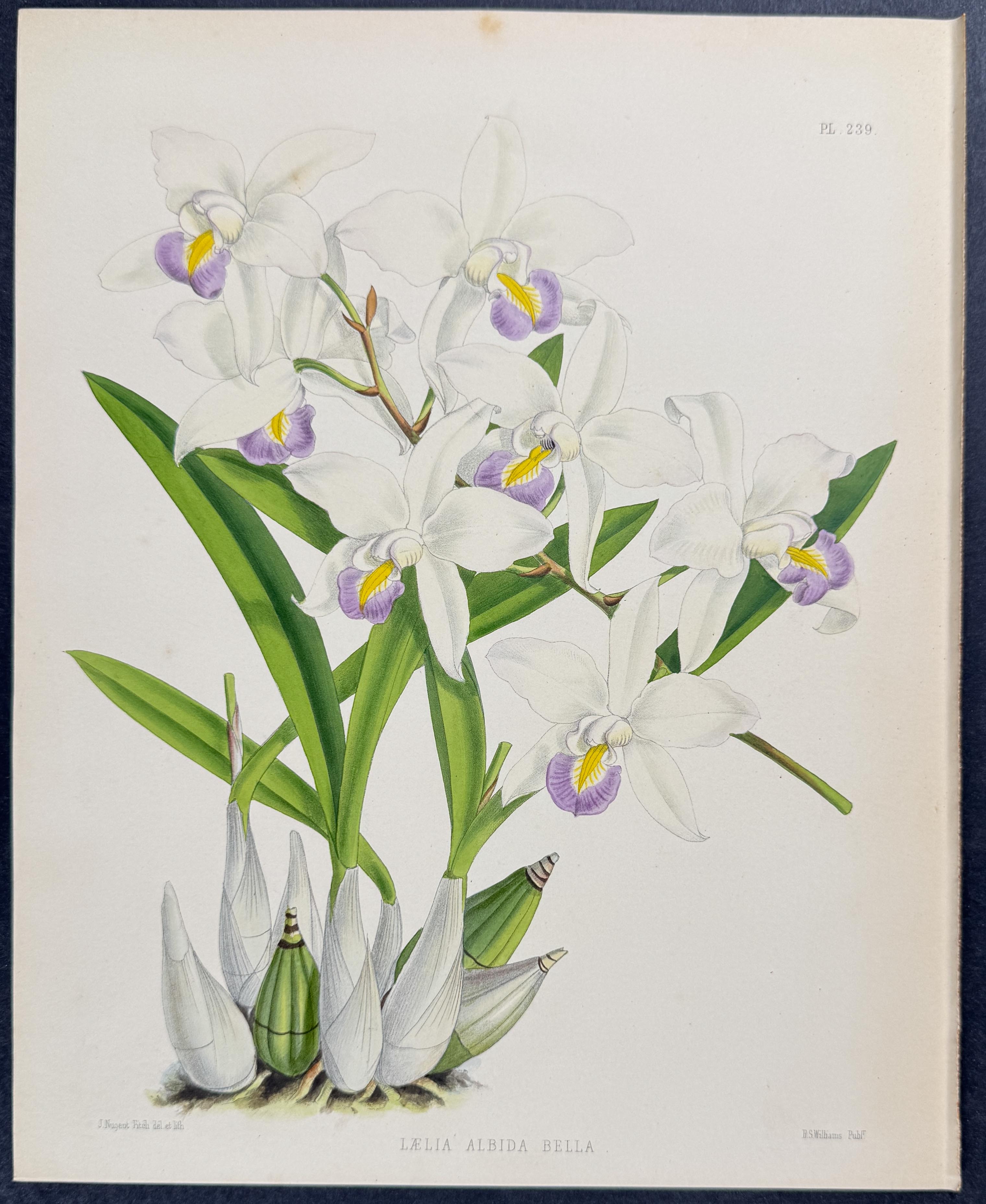 Orchid - Laelia Albida Bella