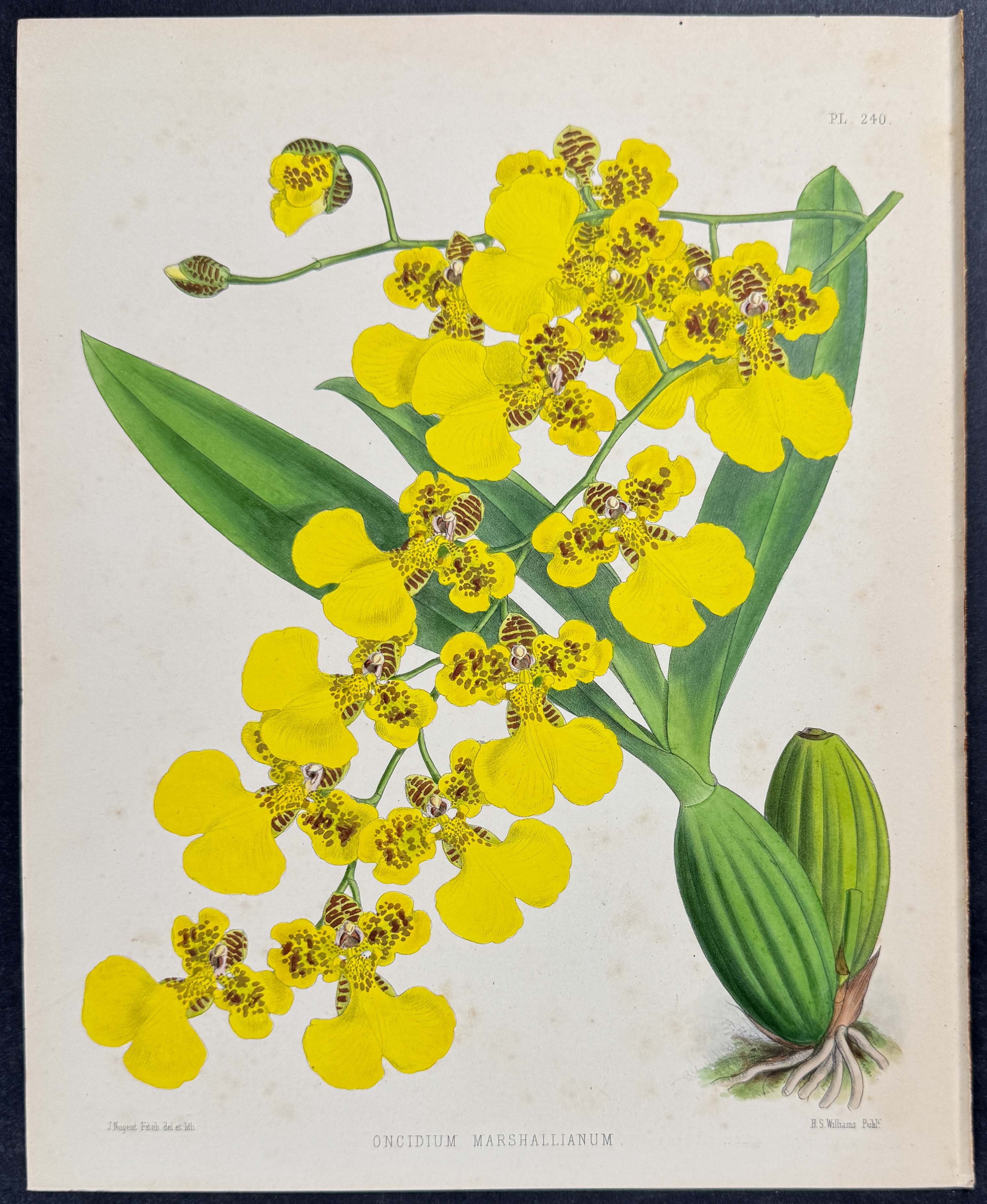 Orchid - Oncidium Marshallianum