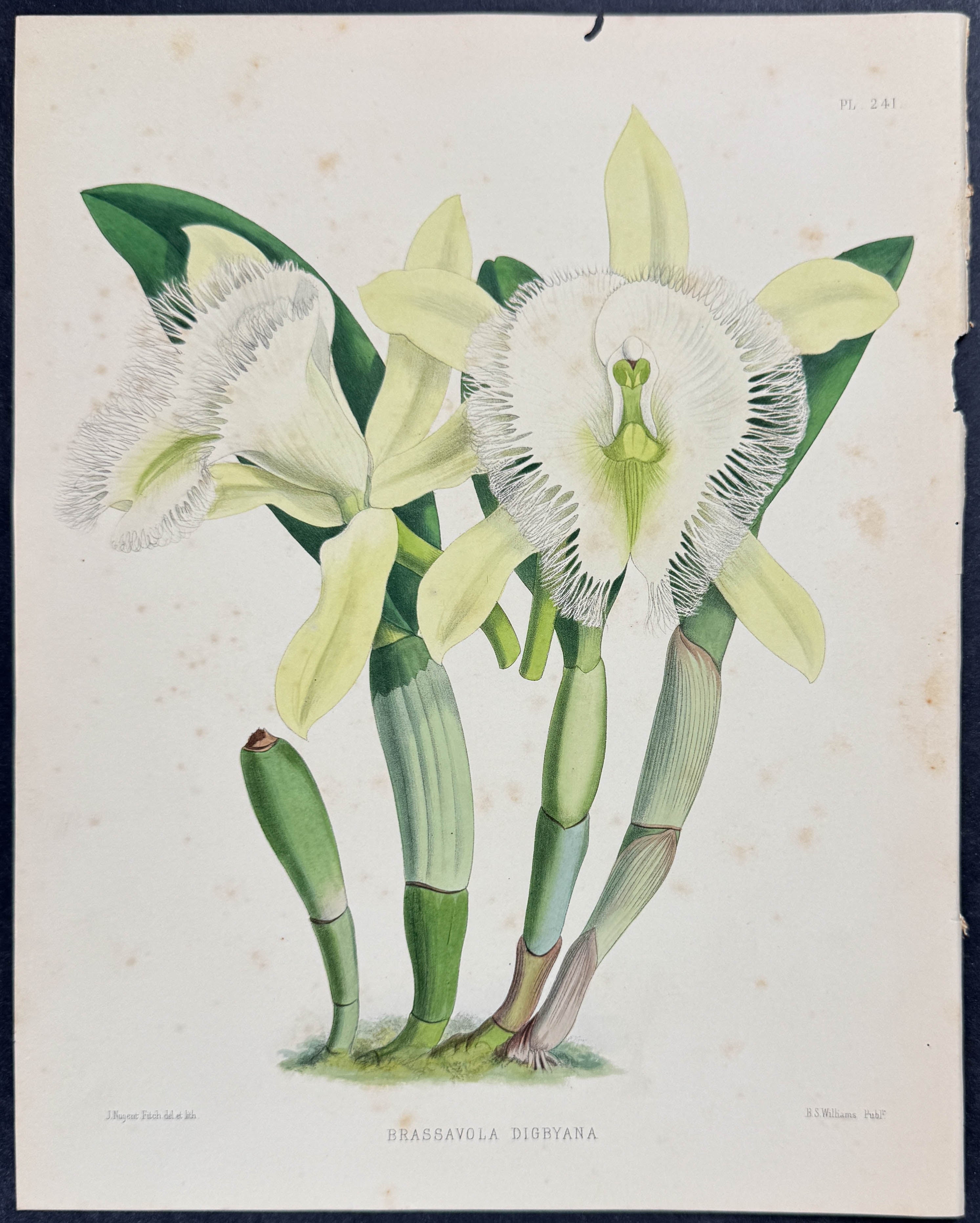 Orchid - Brassavola Digbyana