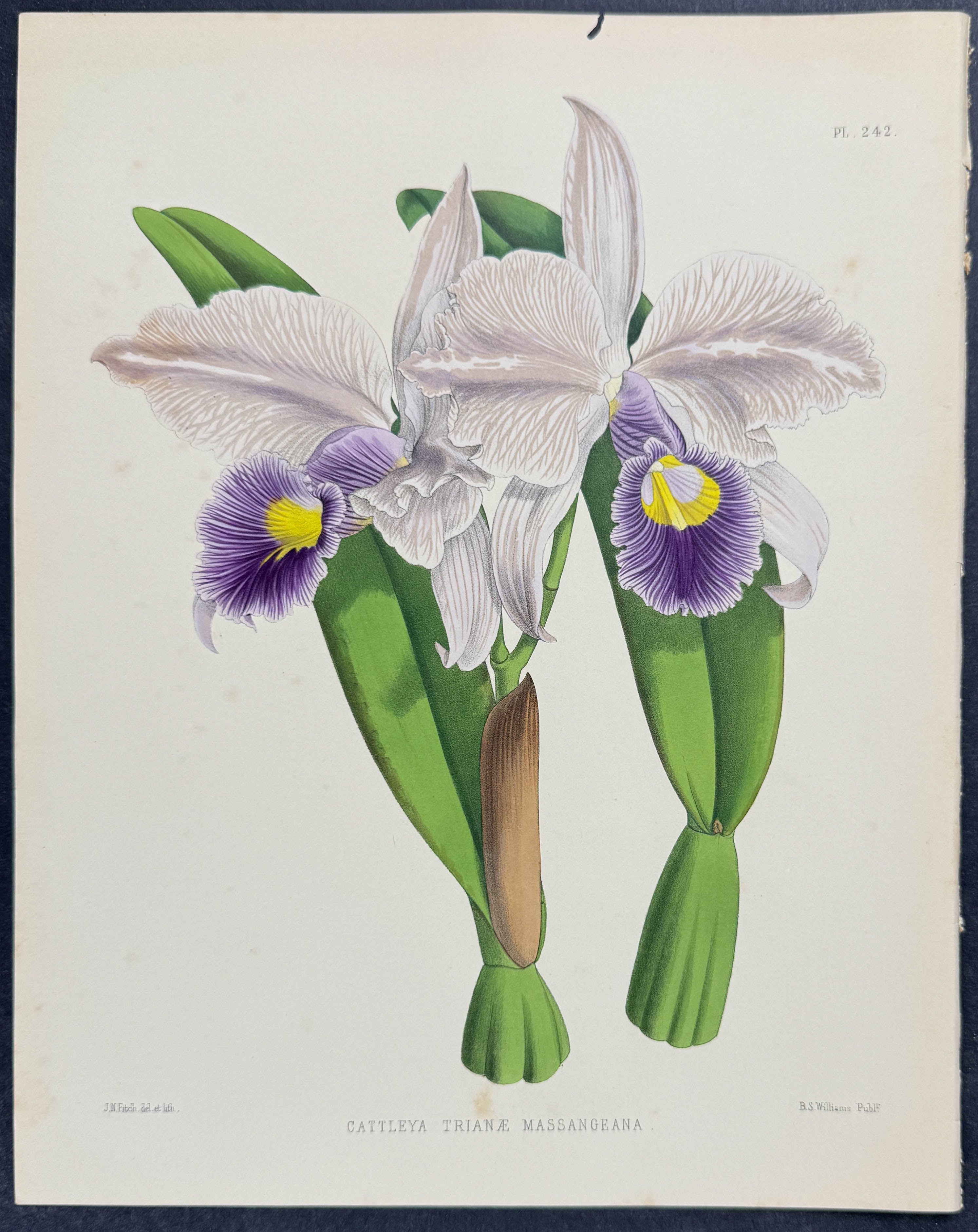 Orchid - Cattleya Trianae Massangeana