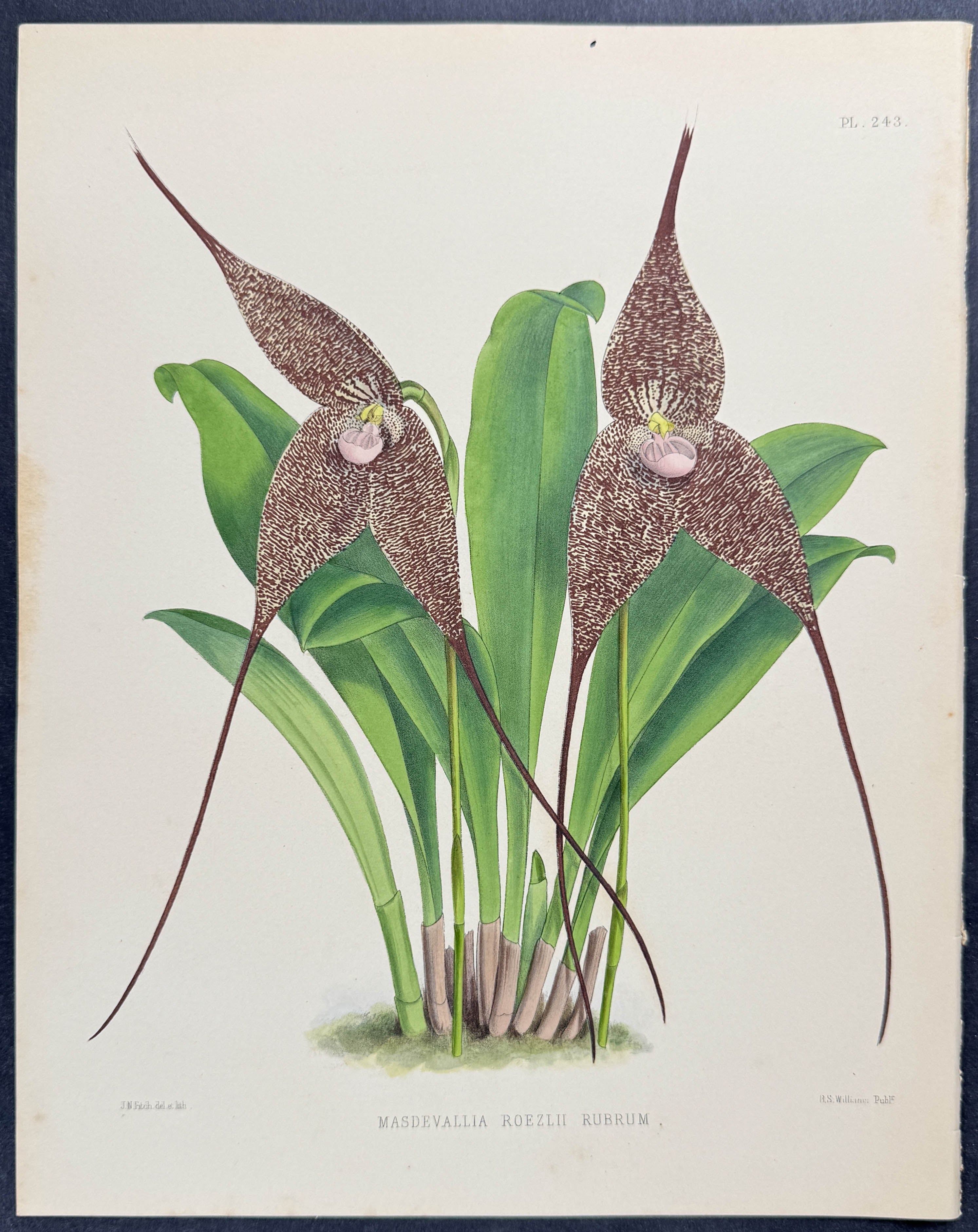 Orchid - Masdevallia Roezlii Rubra