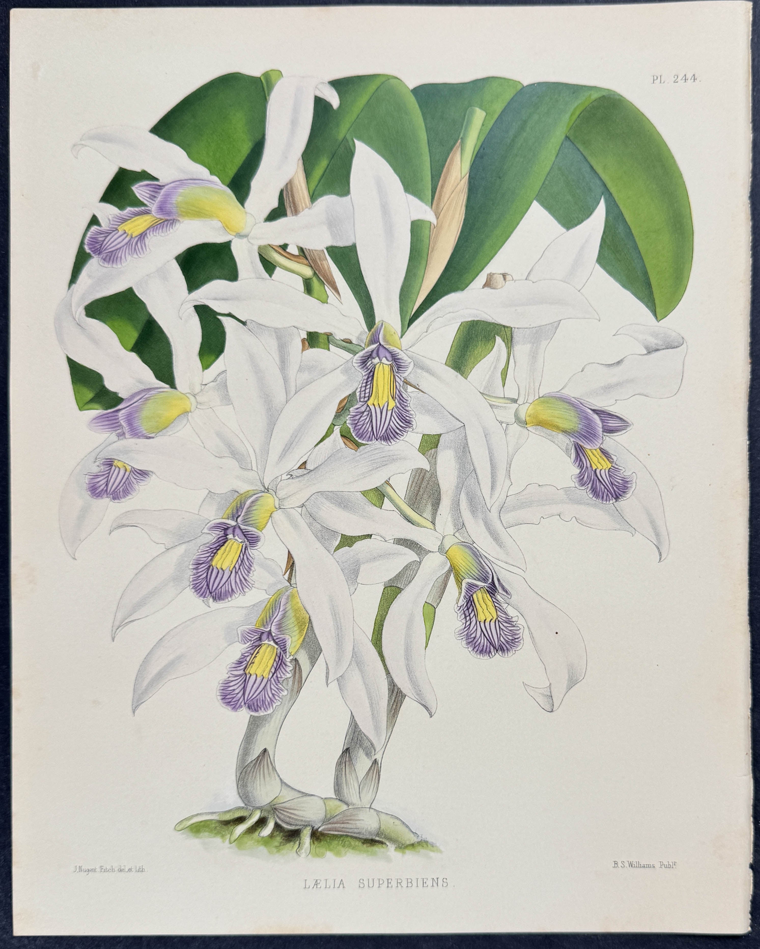 Orchid - Laelia Superbiens