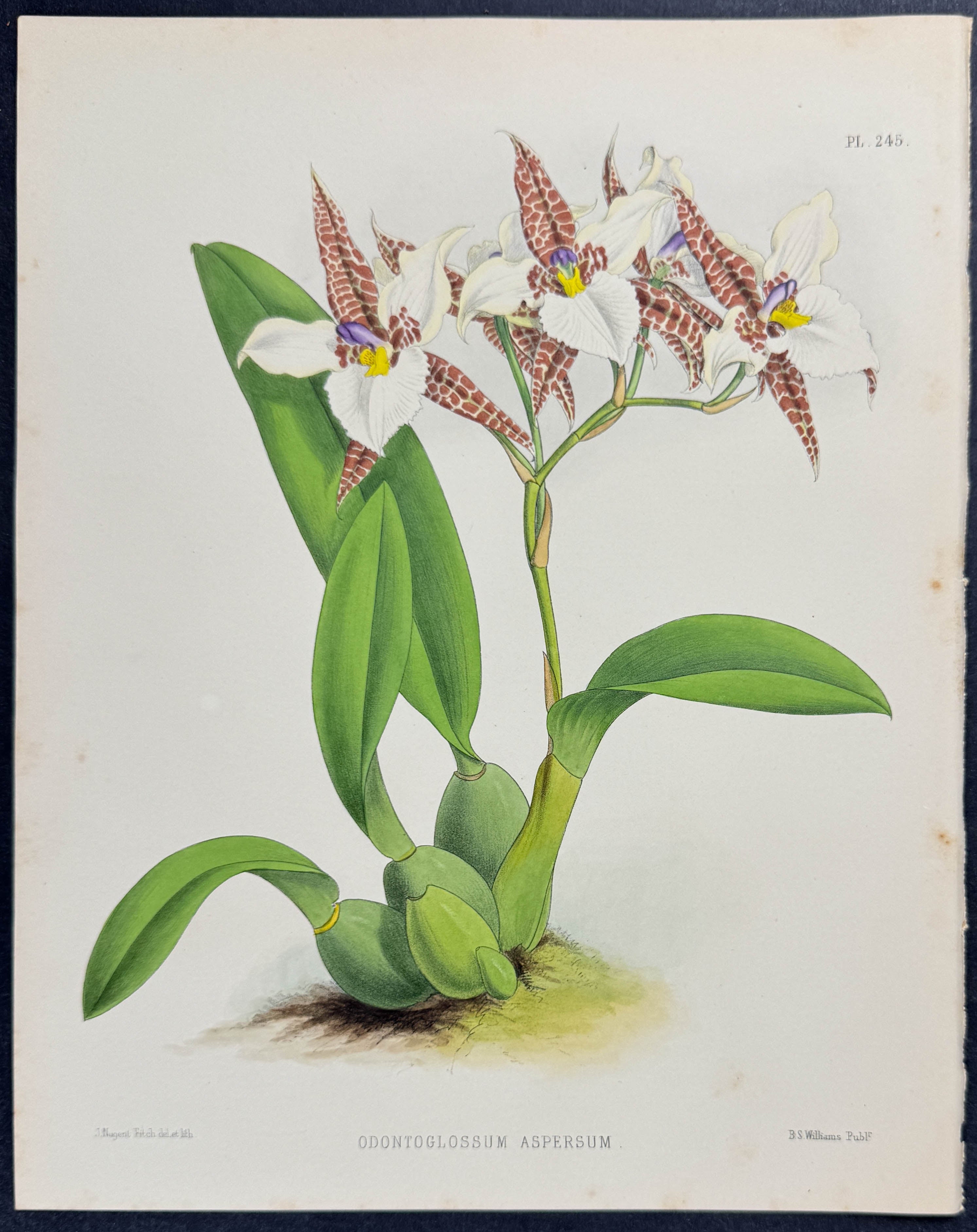 Orchid - Odontoglossum Aspersum