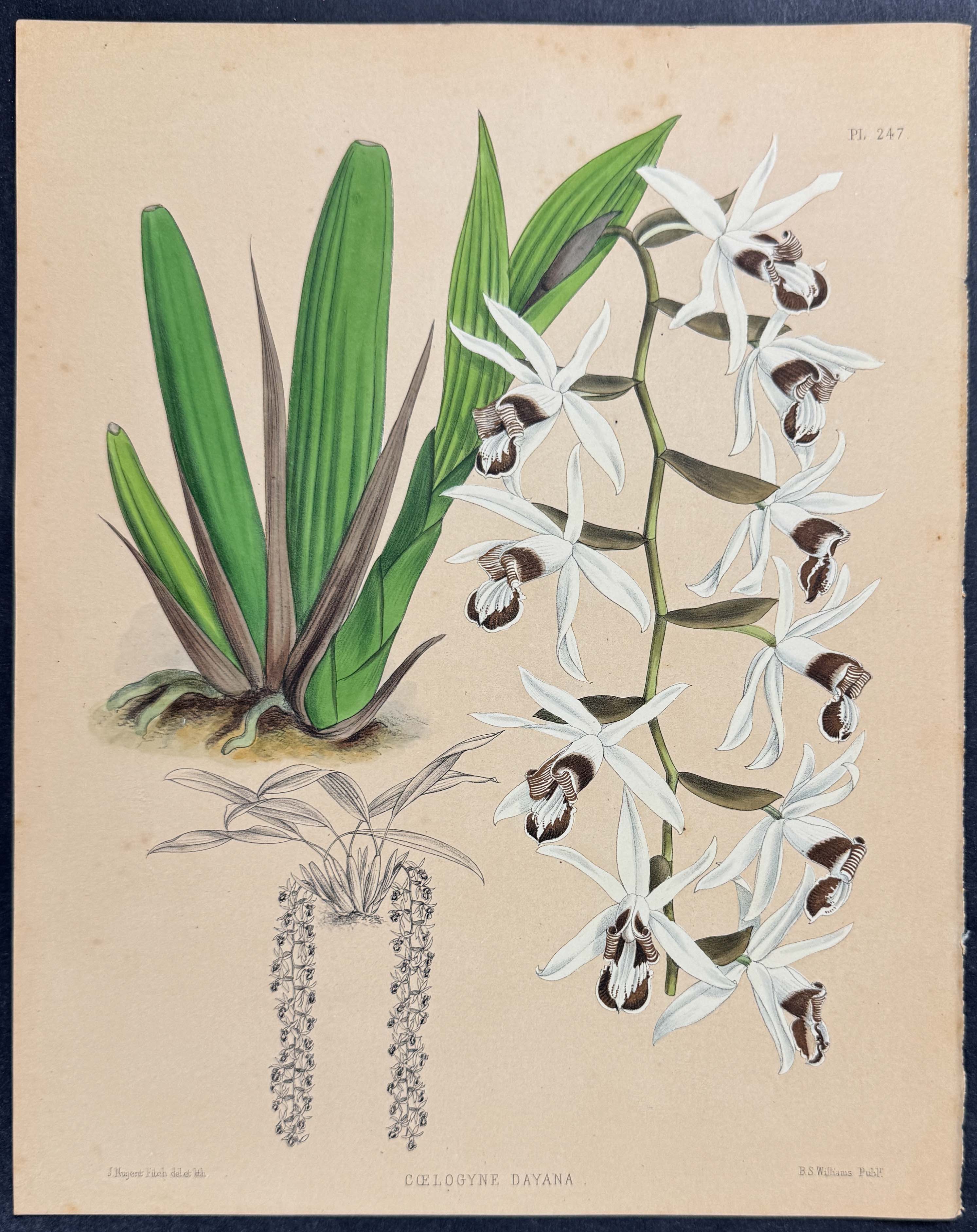 Orchid - Coelogyne Dayana