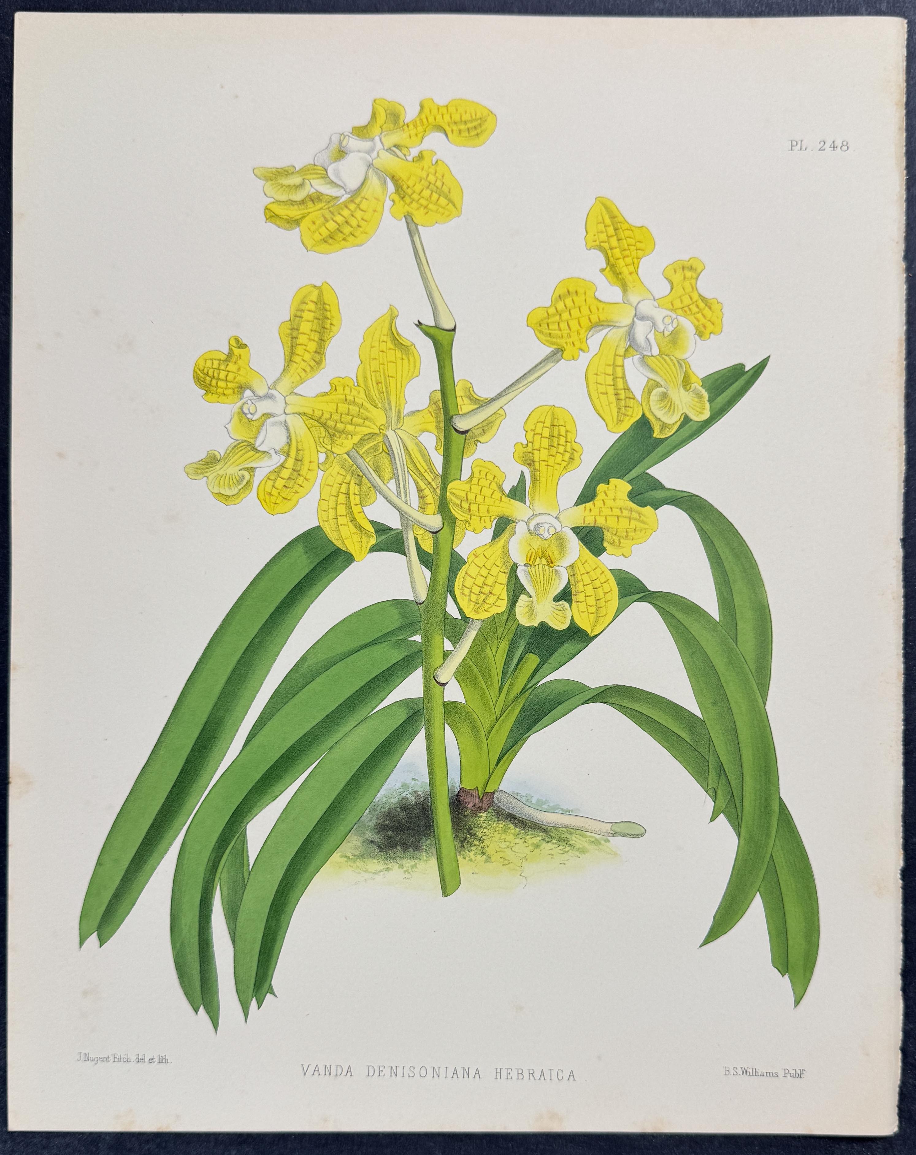 Orchid - Vanda Denisoniana Hebraica