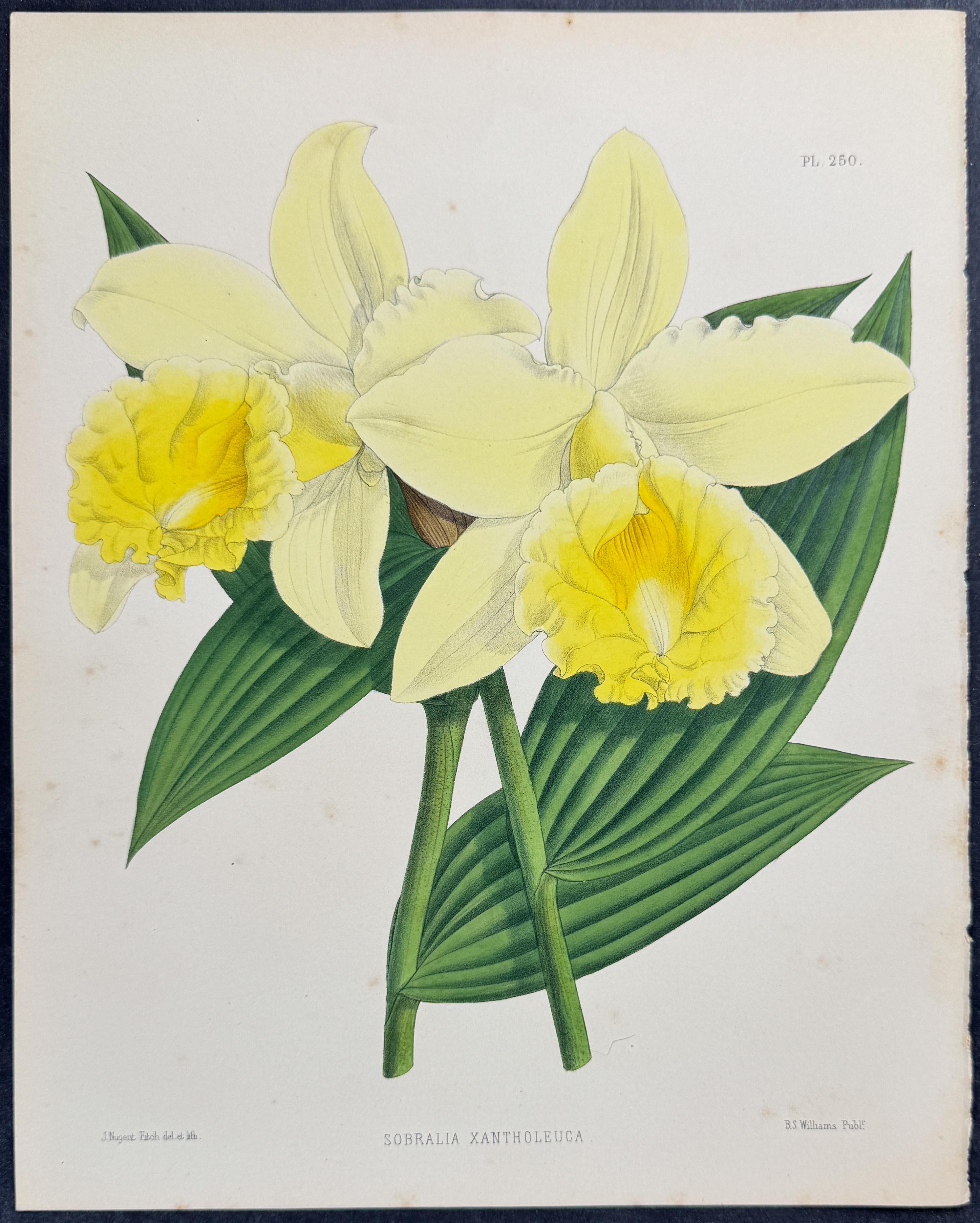 Orchid - Sobralia Xantholeuca