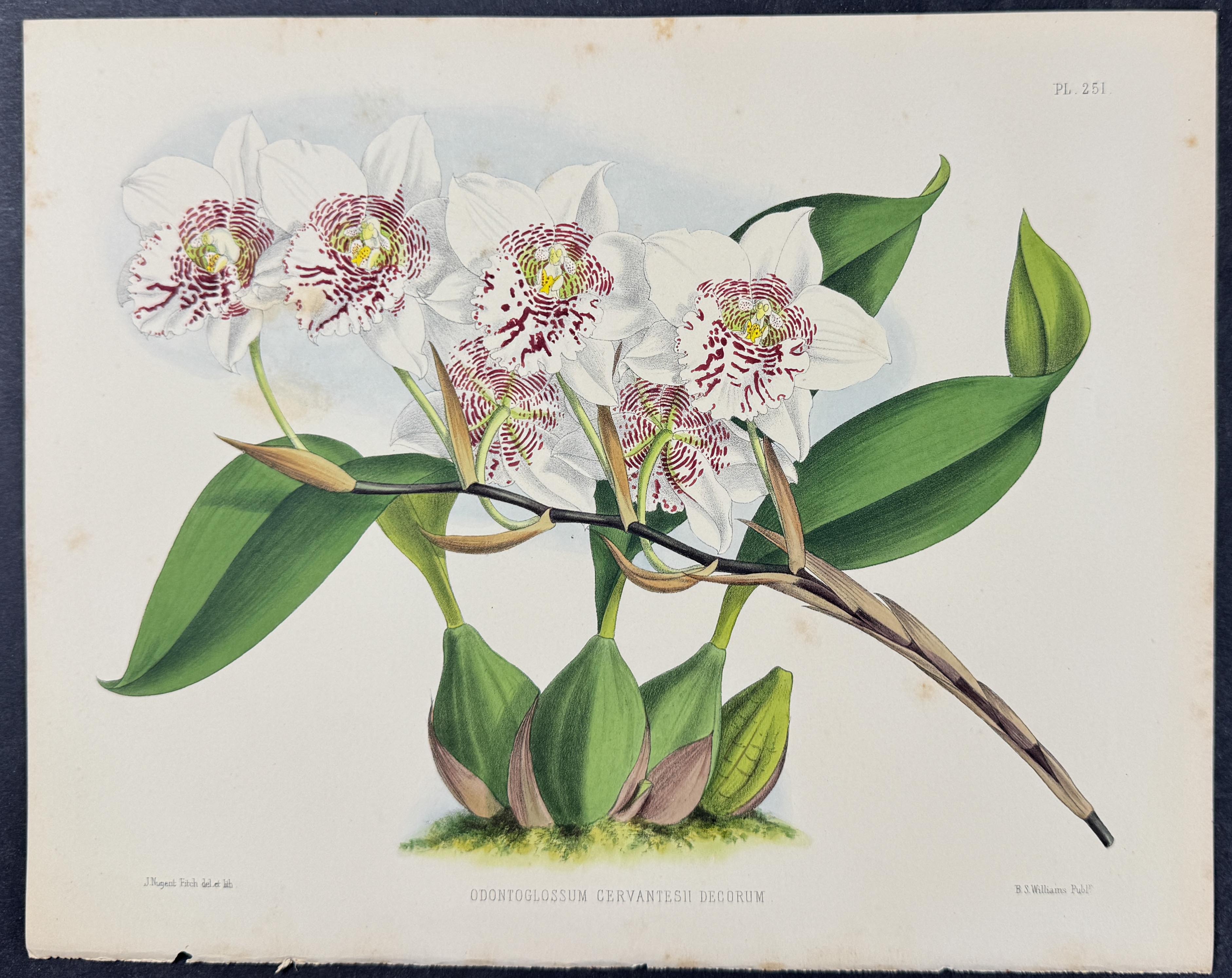 Orchid - Odontoglossum Cervantesii Decorum