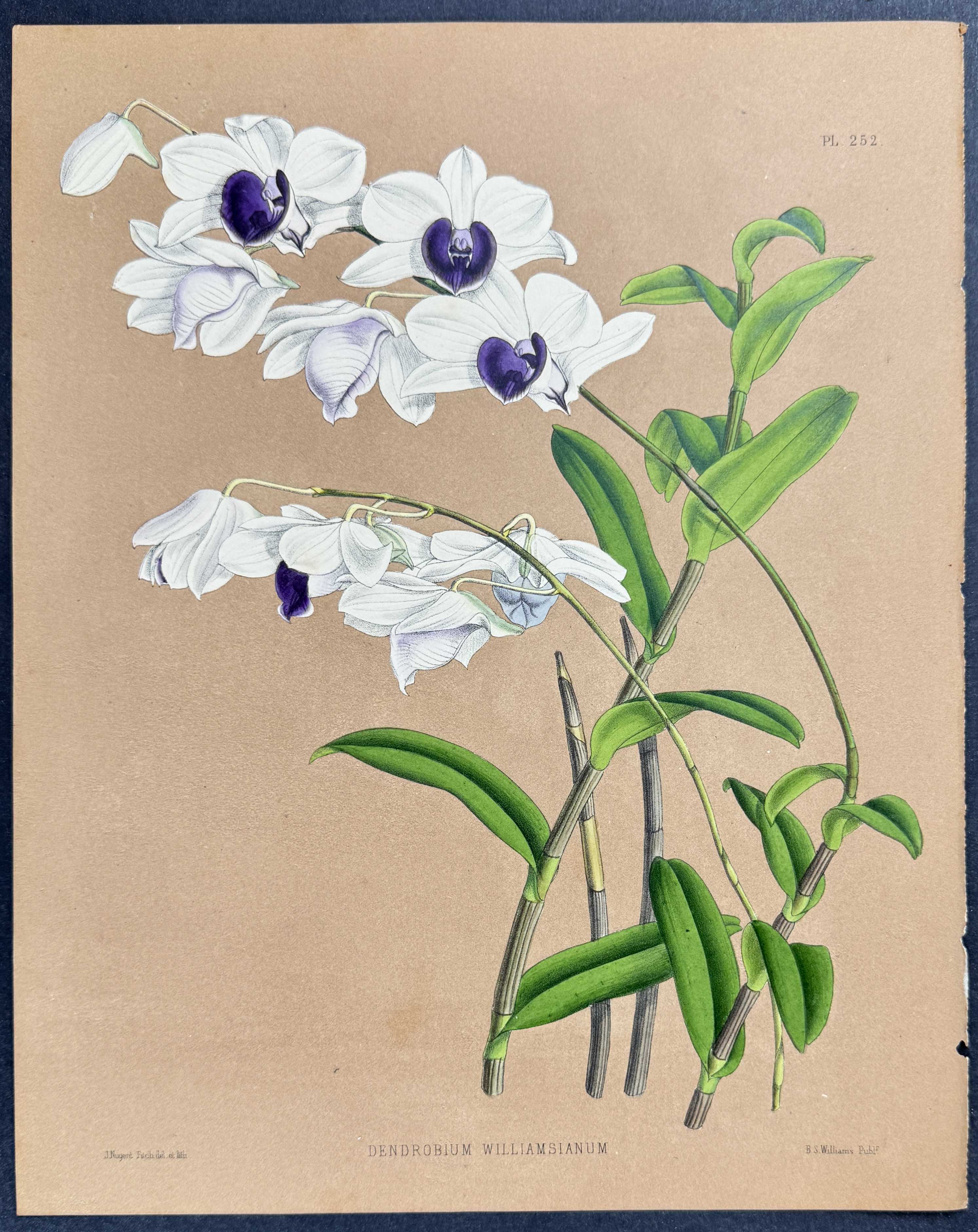 Orchid - Dendrobium Williamsianum