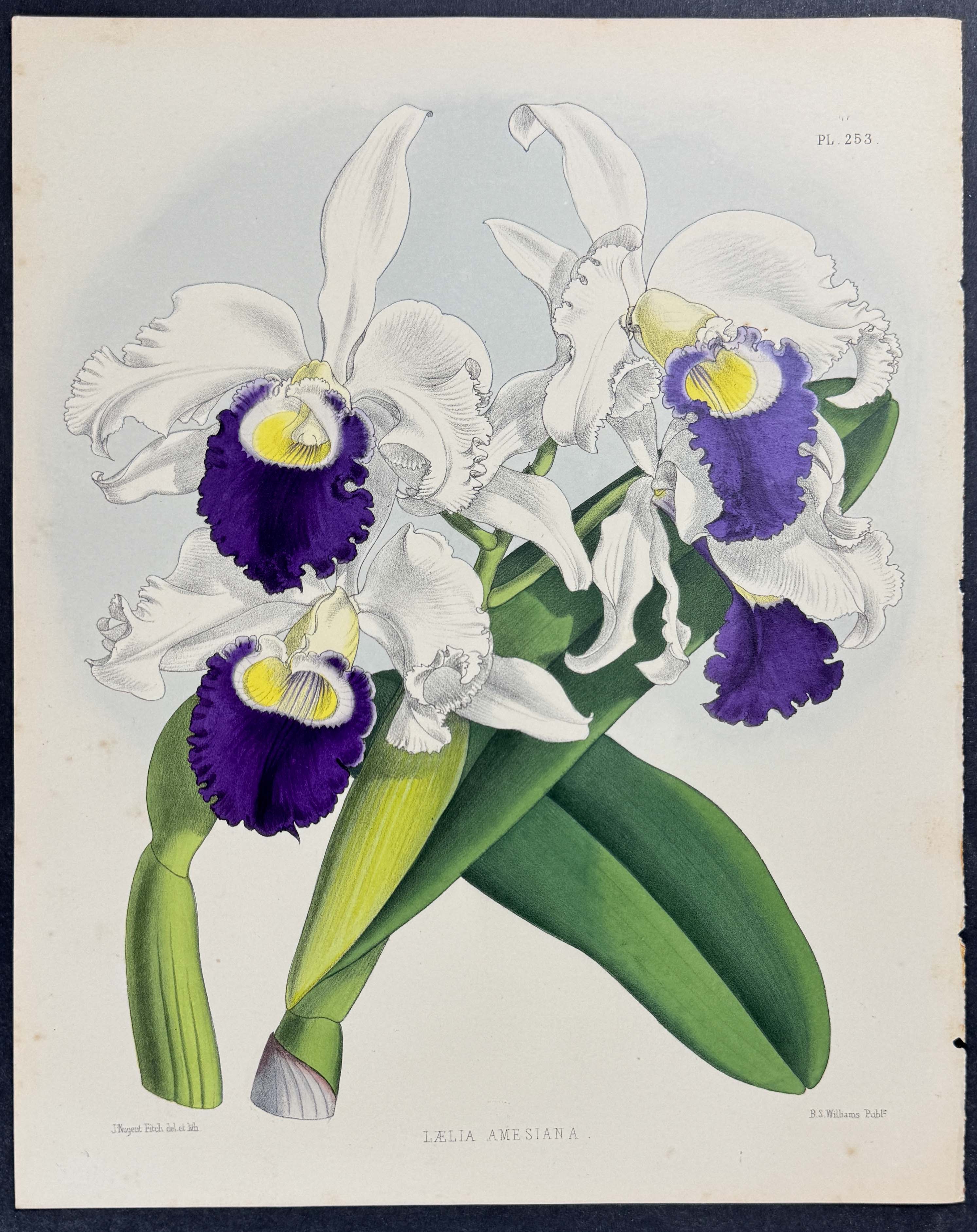 Orchid - Laelia Amesiana