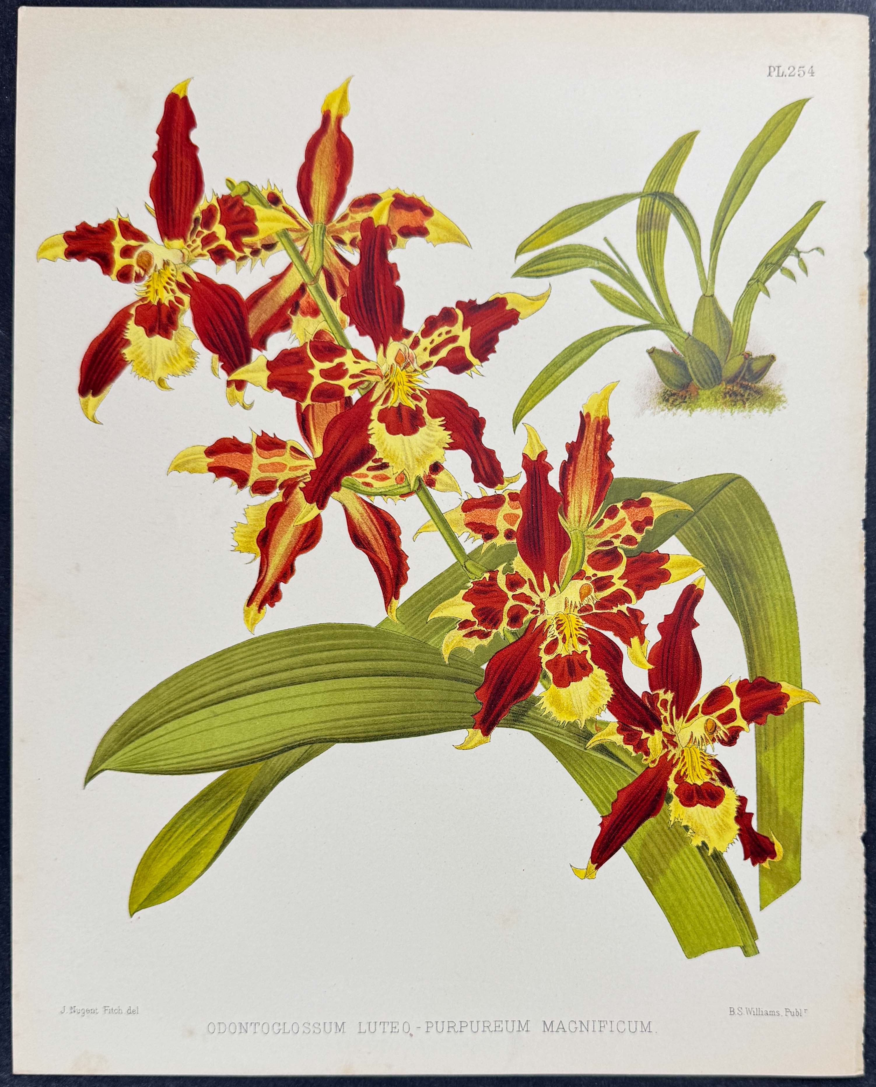 Orchid - Odontoglossum Luteo-purpureum Magnificum