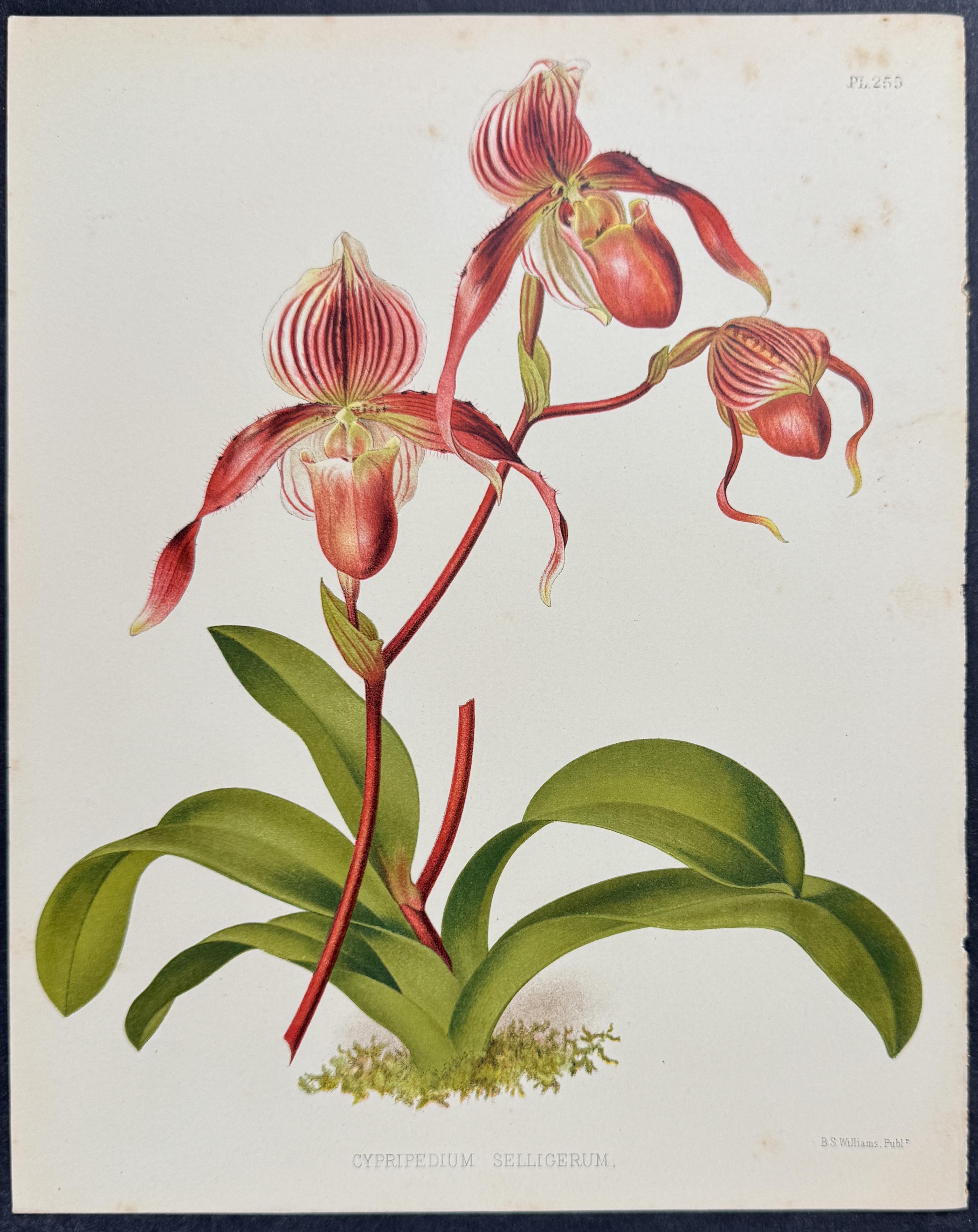 Orchid - Cypripedium Selligerum