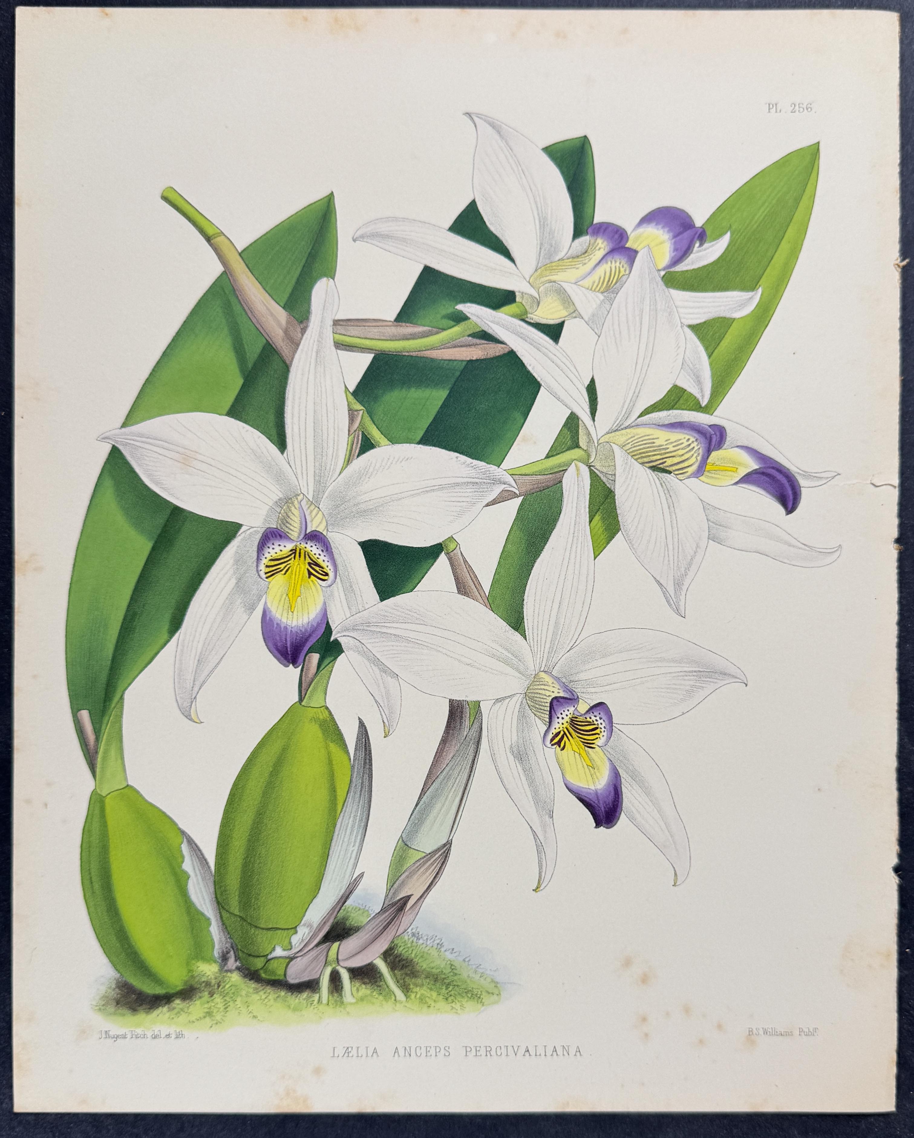 Orchid - Laelia Anceps Percivaliana
