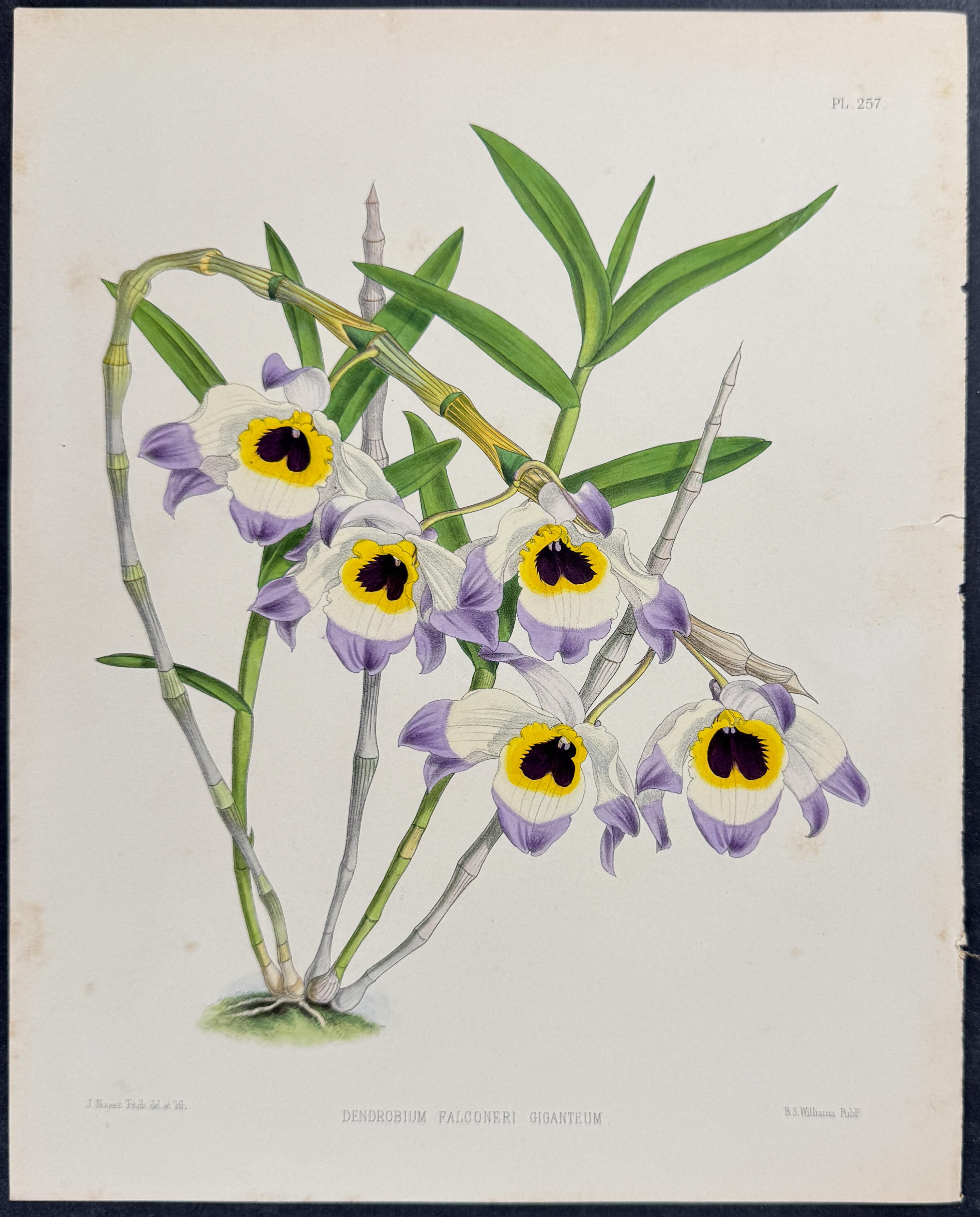 Orchid - Dendrobium Falconeri Giganteum