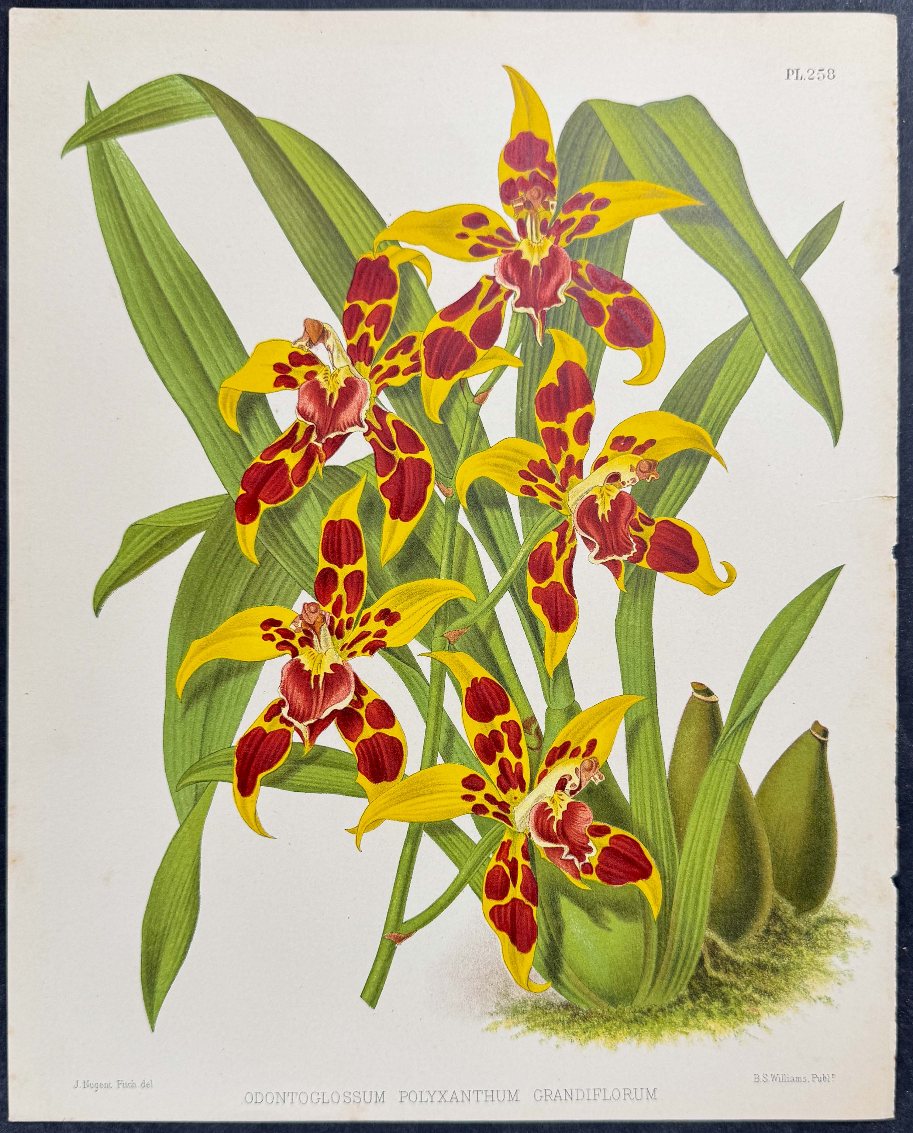 Orchid - Odontoglossum Polyxanthum Grandiflorum