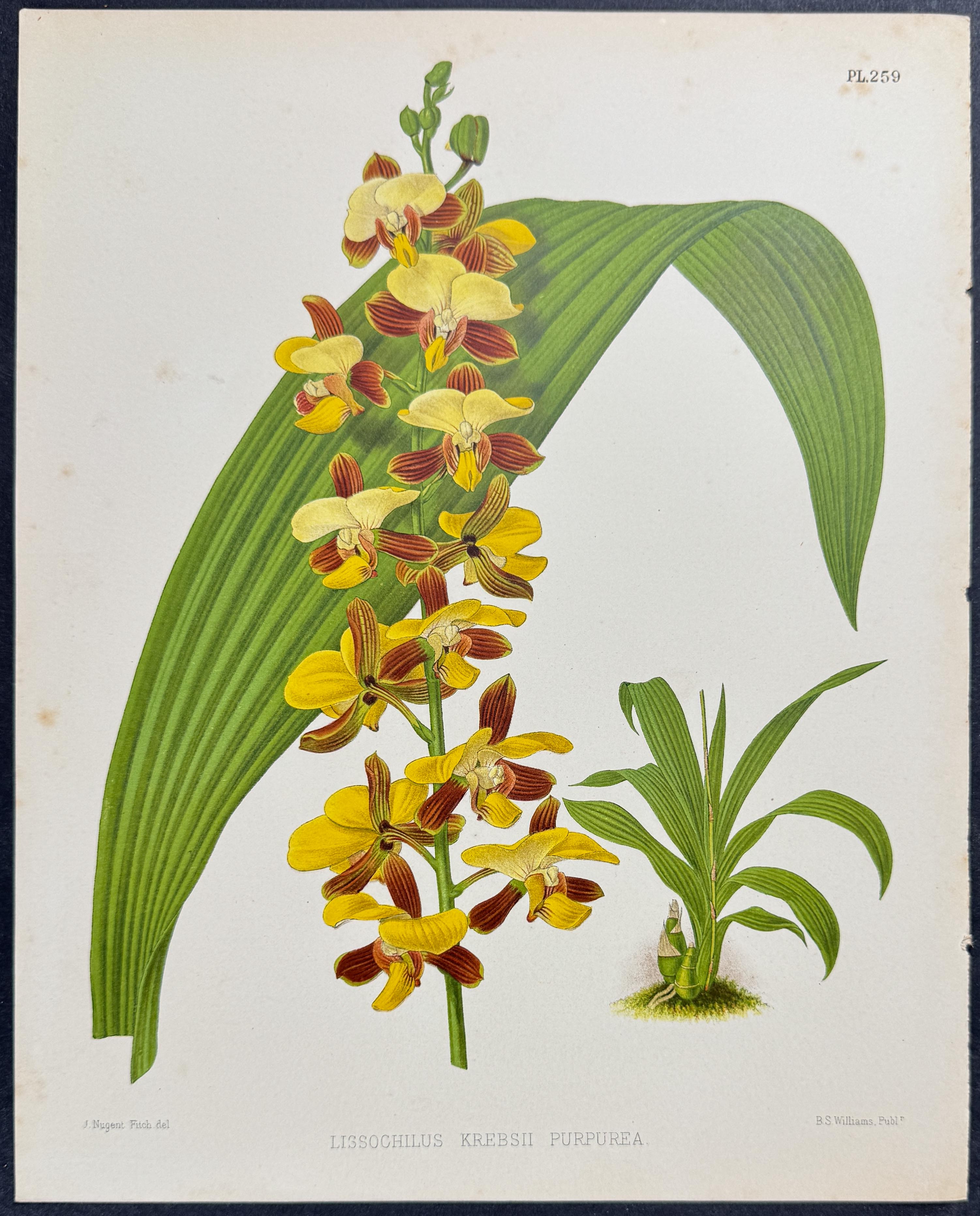 Orchid - Lissochilus Krebsii Purpuratus
