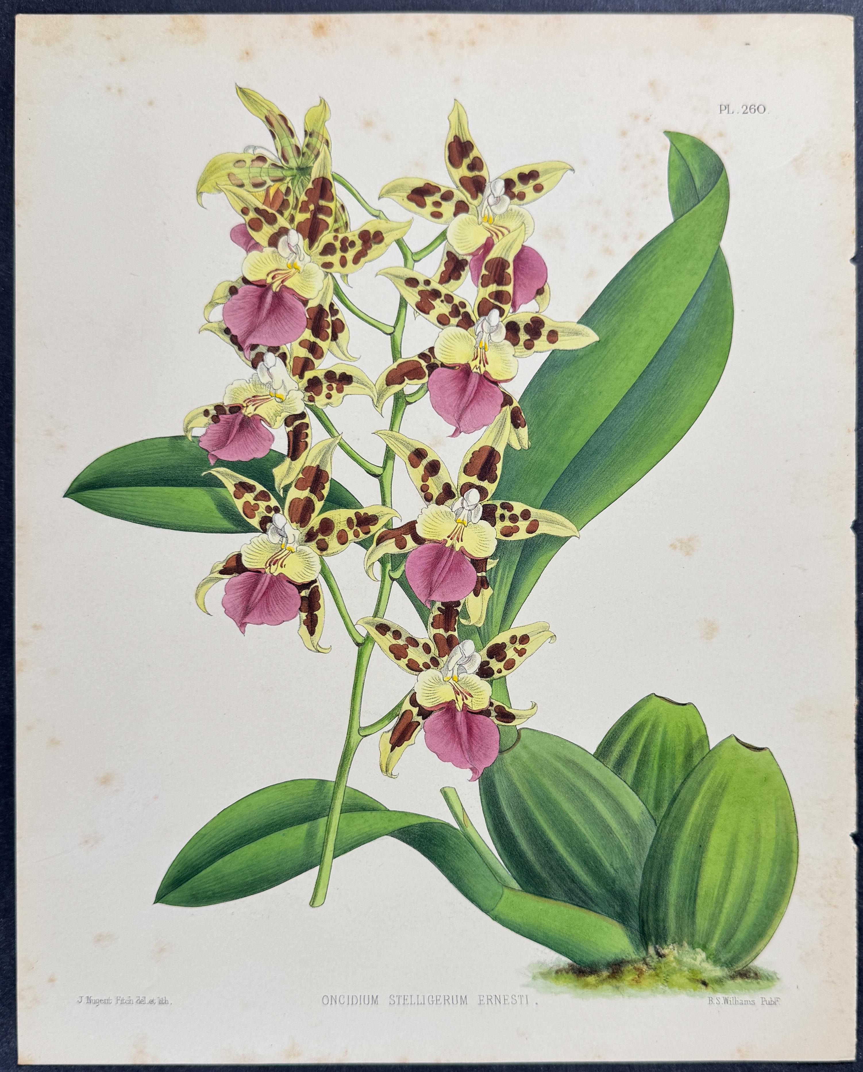 Orchid - Oncidium Stelligerum Ernesti