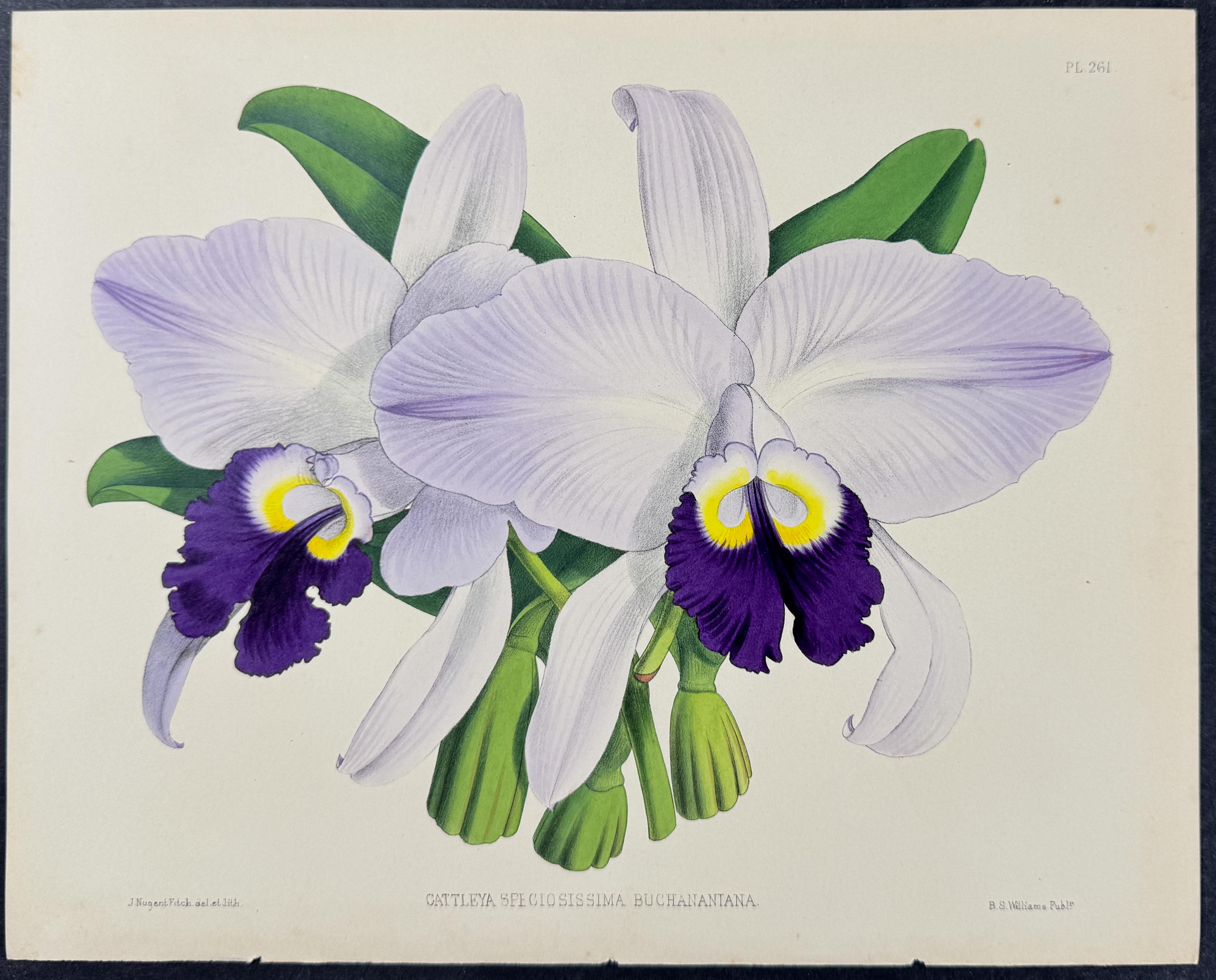 Orchid - Cattleya Speciosissima Buchananiana