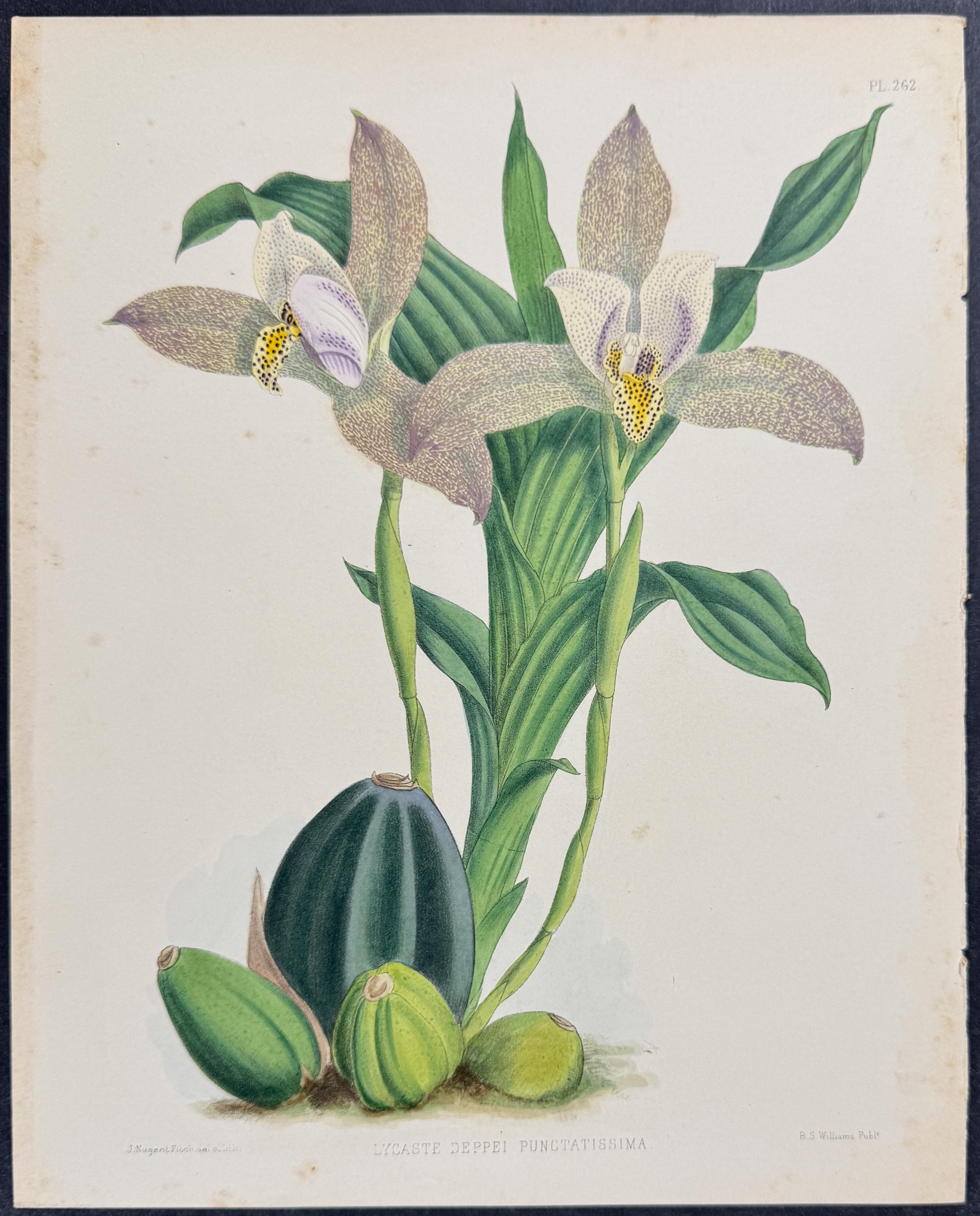 Orchid - Lycaste Deppei Punctatissima