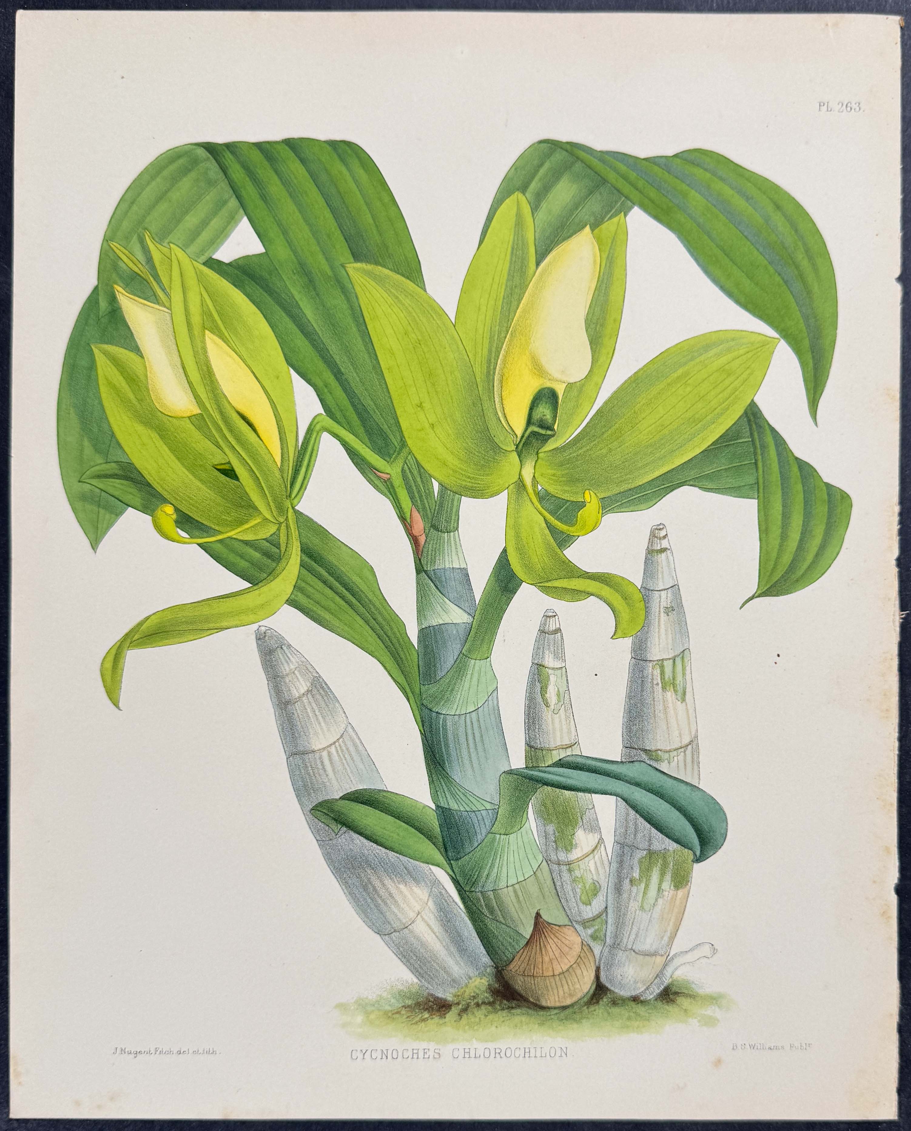 Orchid - Cycnoches Chlorochilon