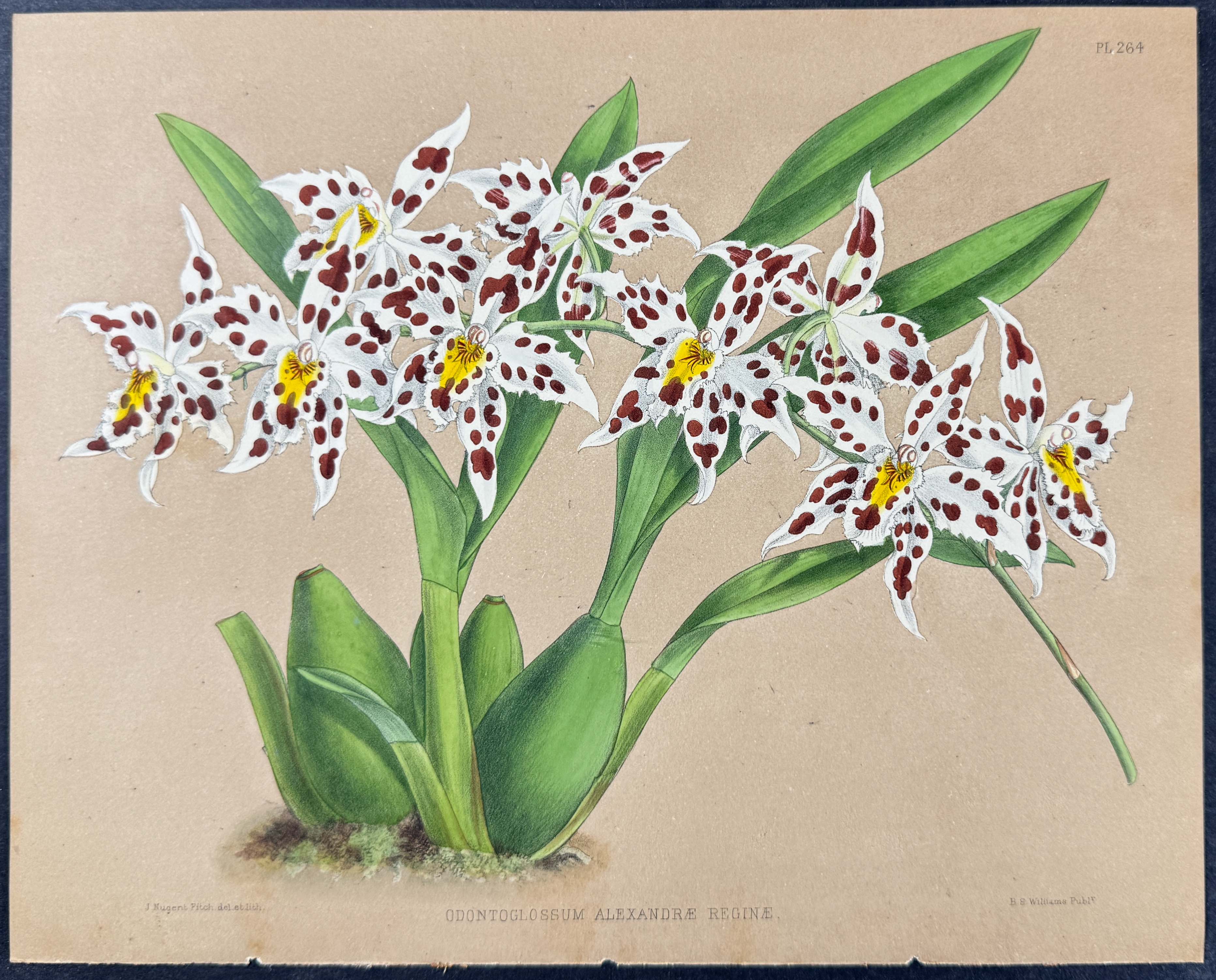 Orchid - Odontoglossum Alexandrae Reginae