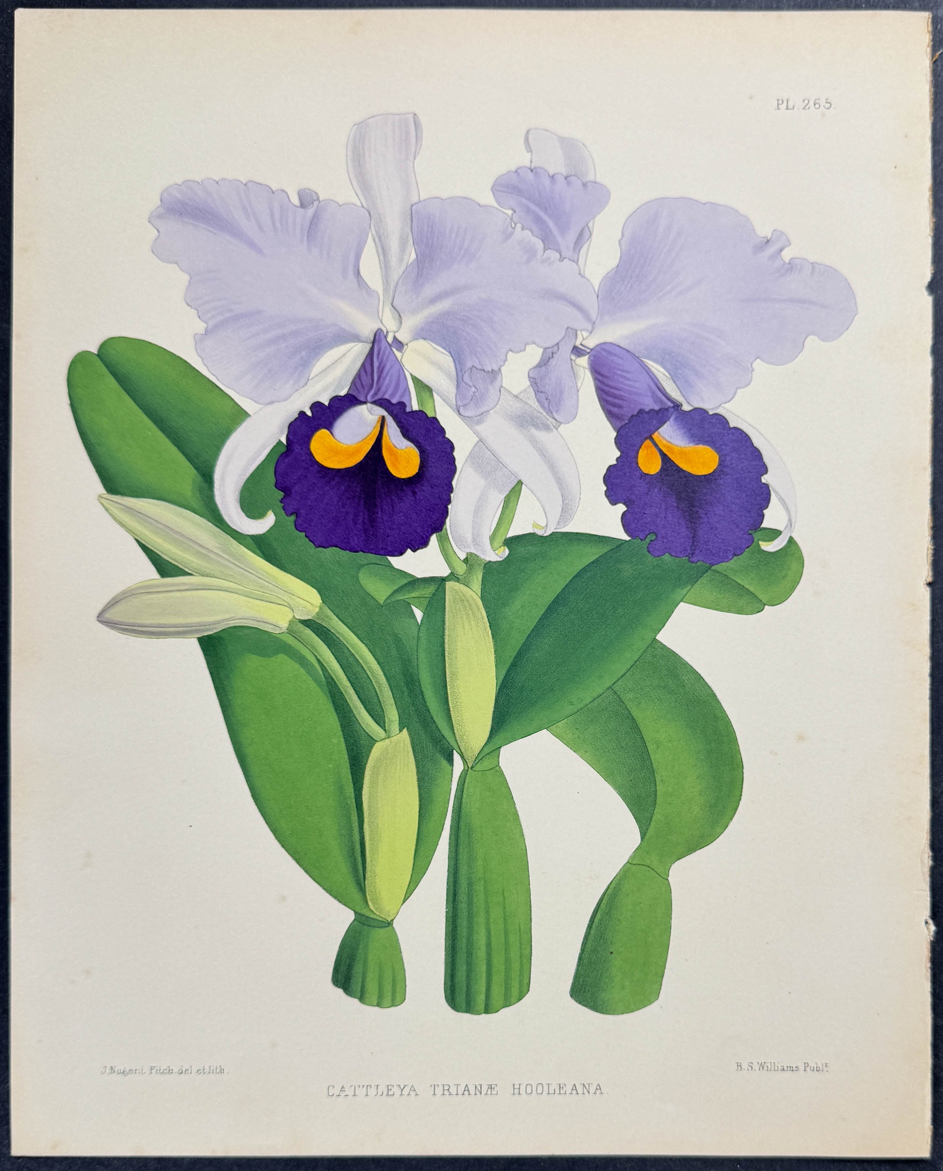 Orchid - Cattleya Trianae Hooleana