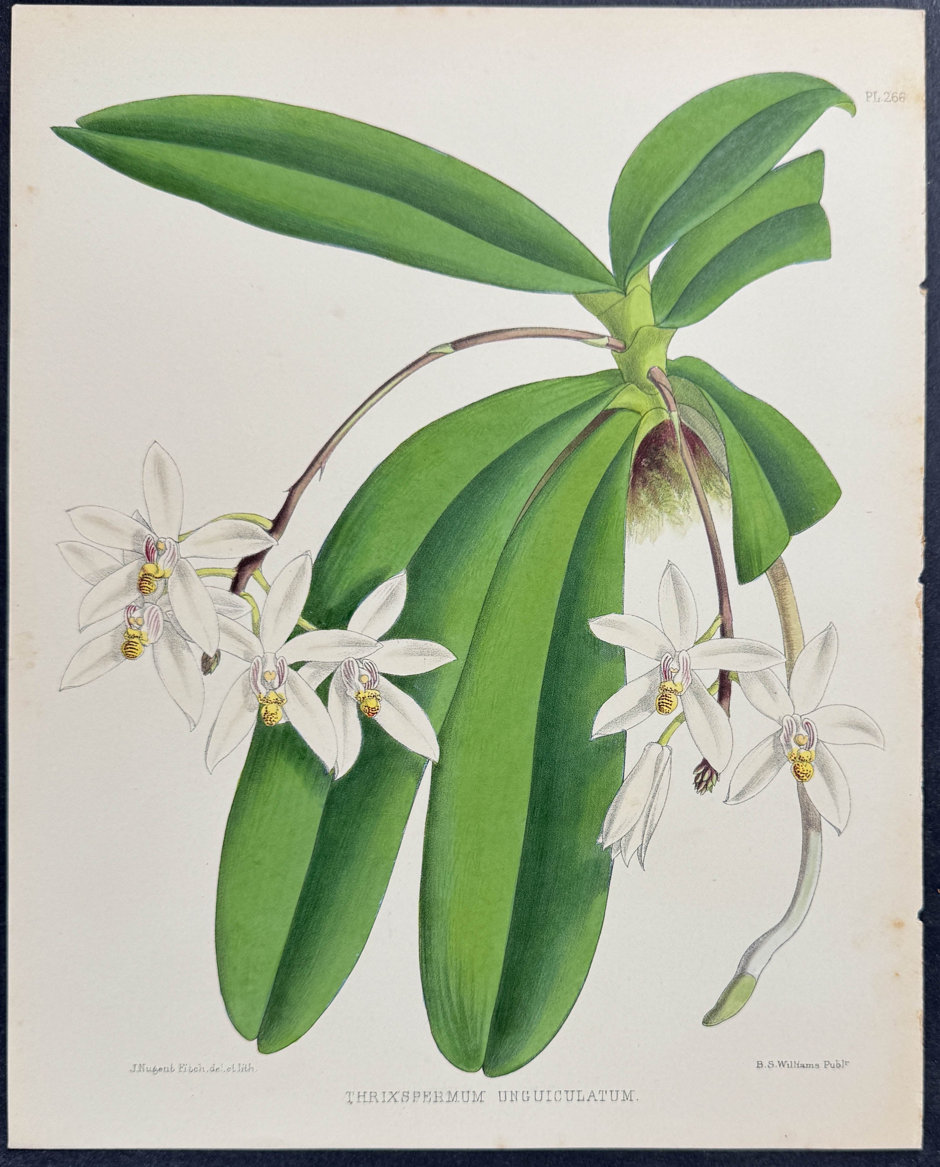 Orchid - Trixpermum Unguiculatum