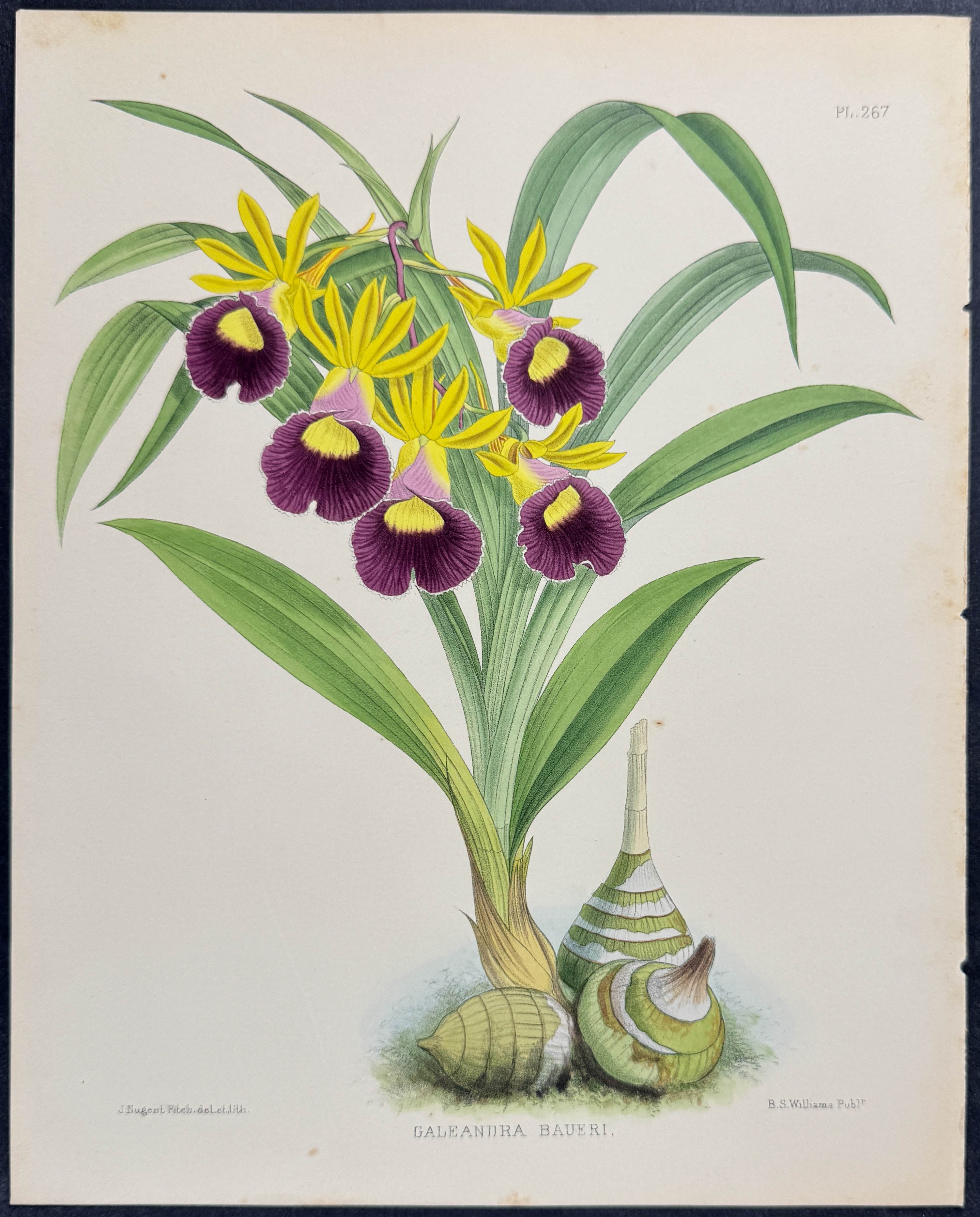 Orchid - Galeandra Bauerii