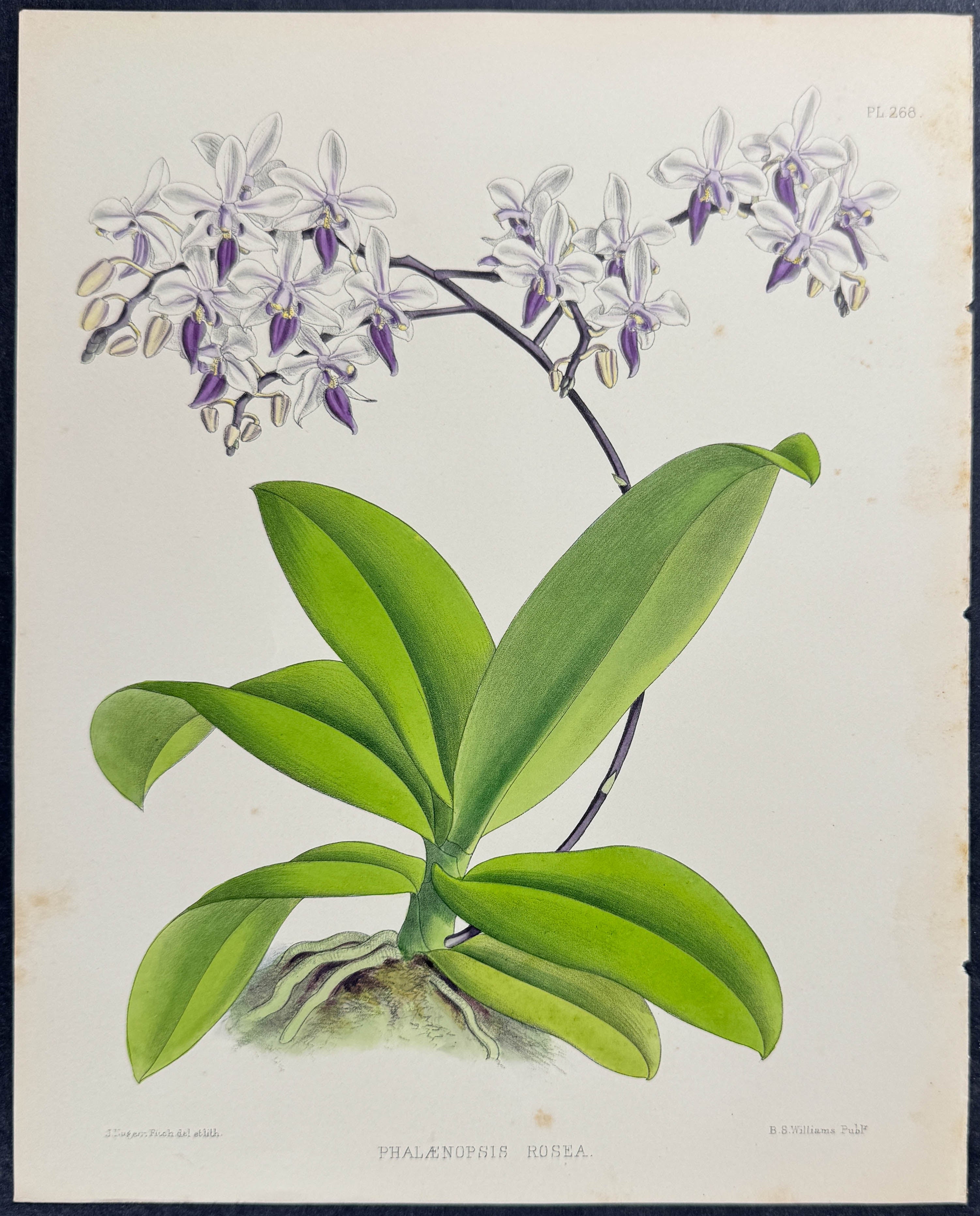 Orchid - Phalaenopsis Rosea