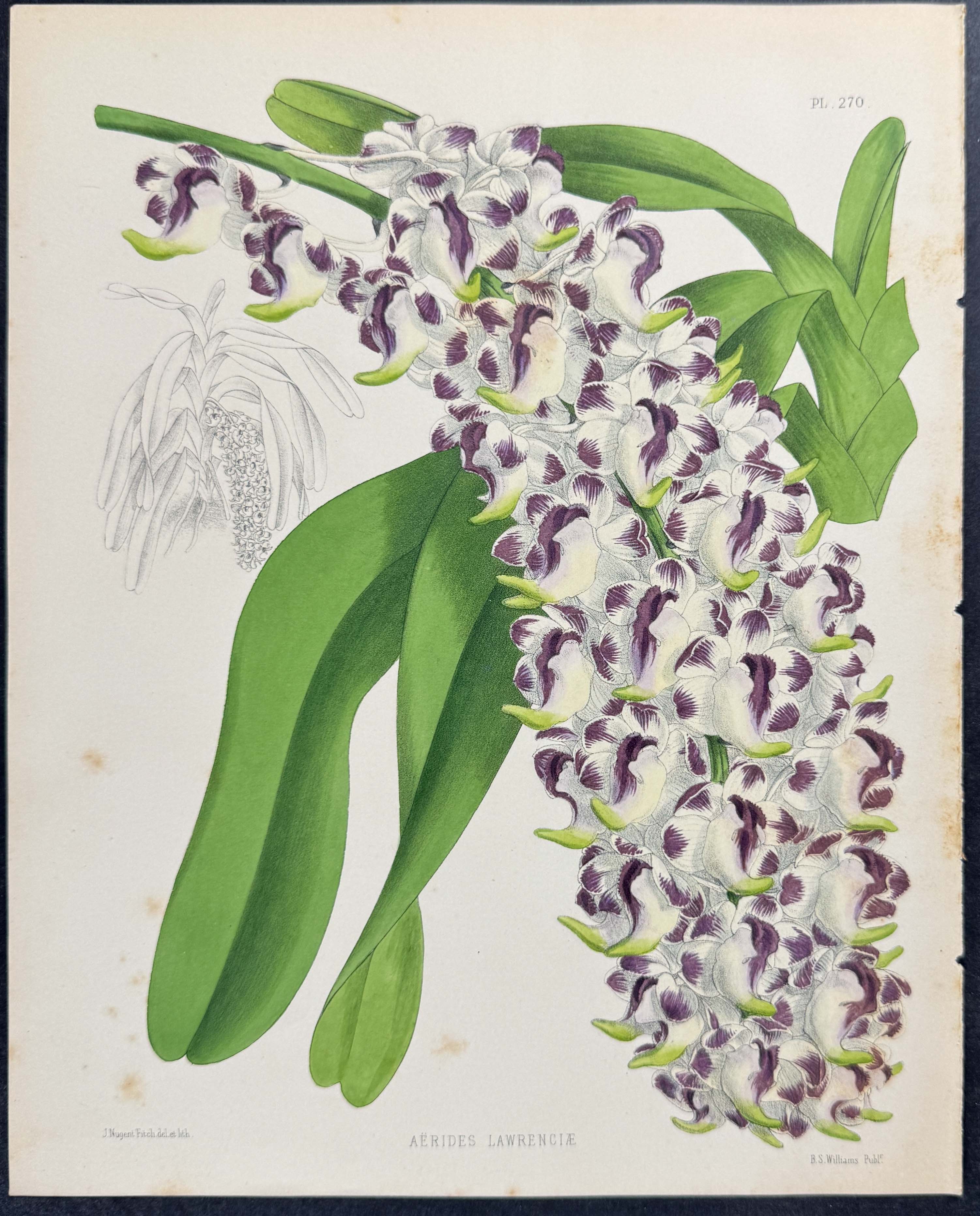 Orchid - Aerides Lawrenciae