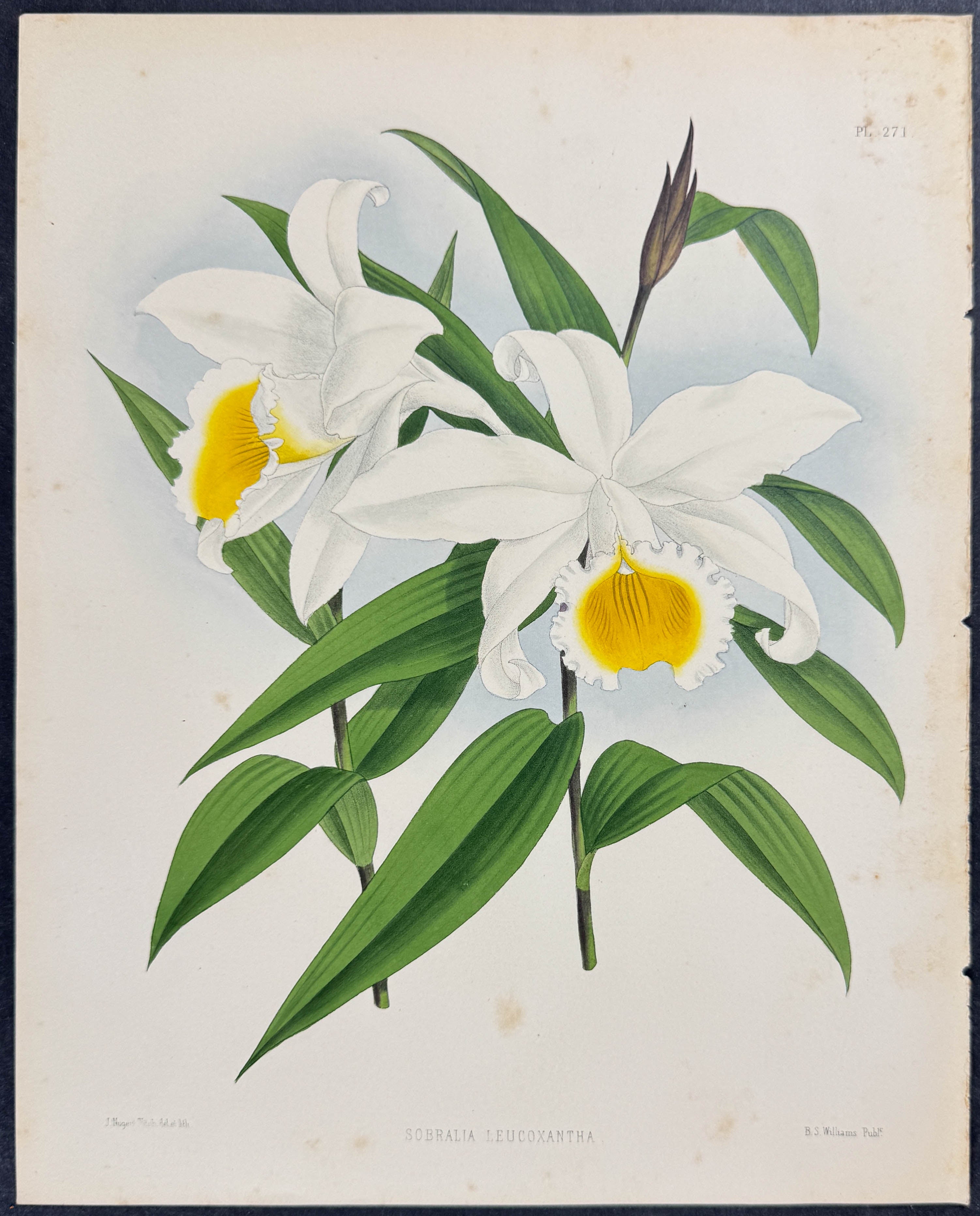 Orchid - Sobralia Leucoxantha