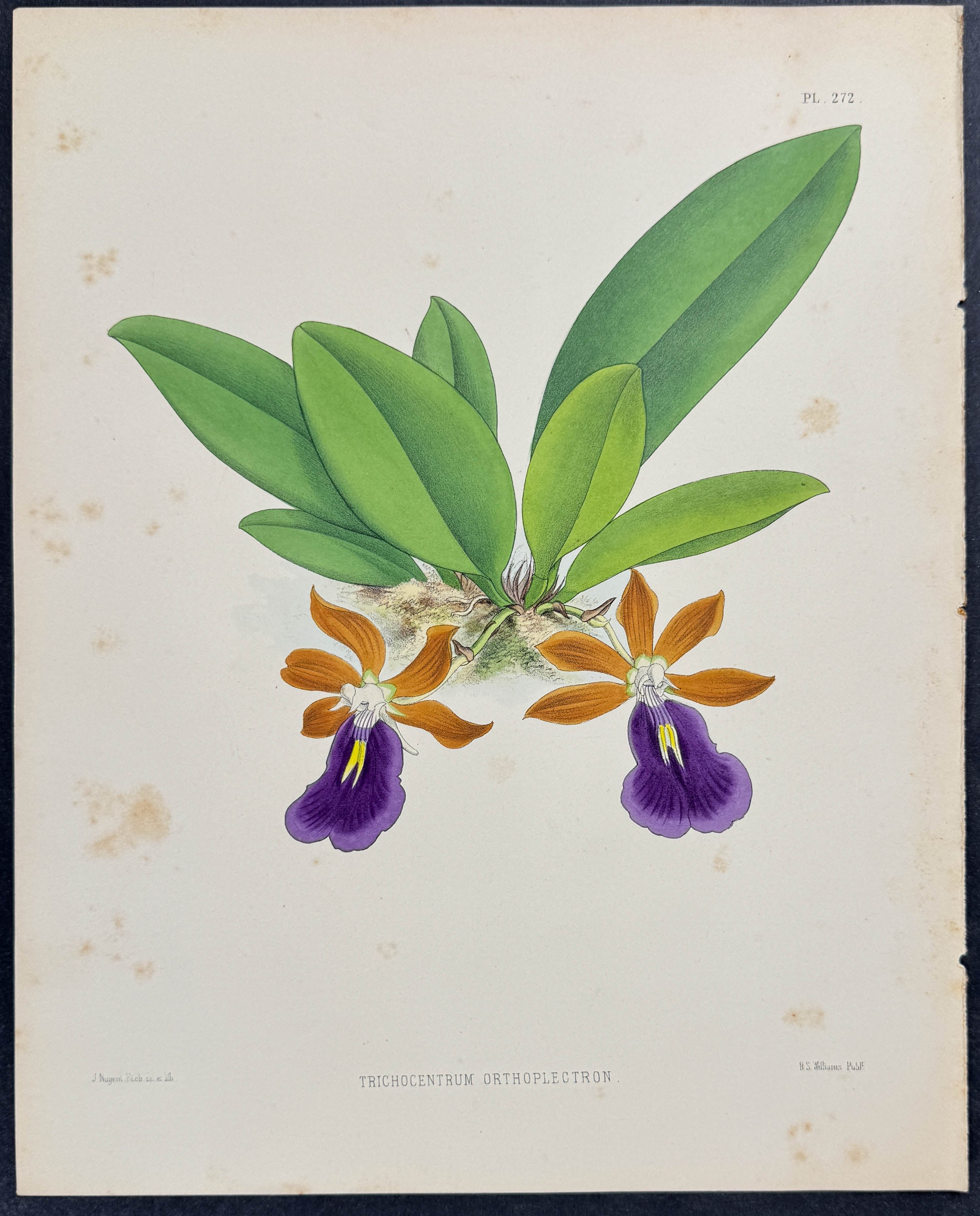 Orchid - Trichocentrum Orthoplectron
