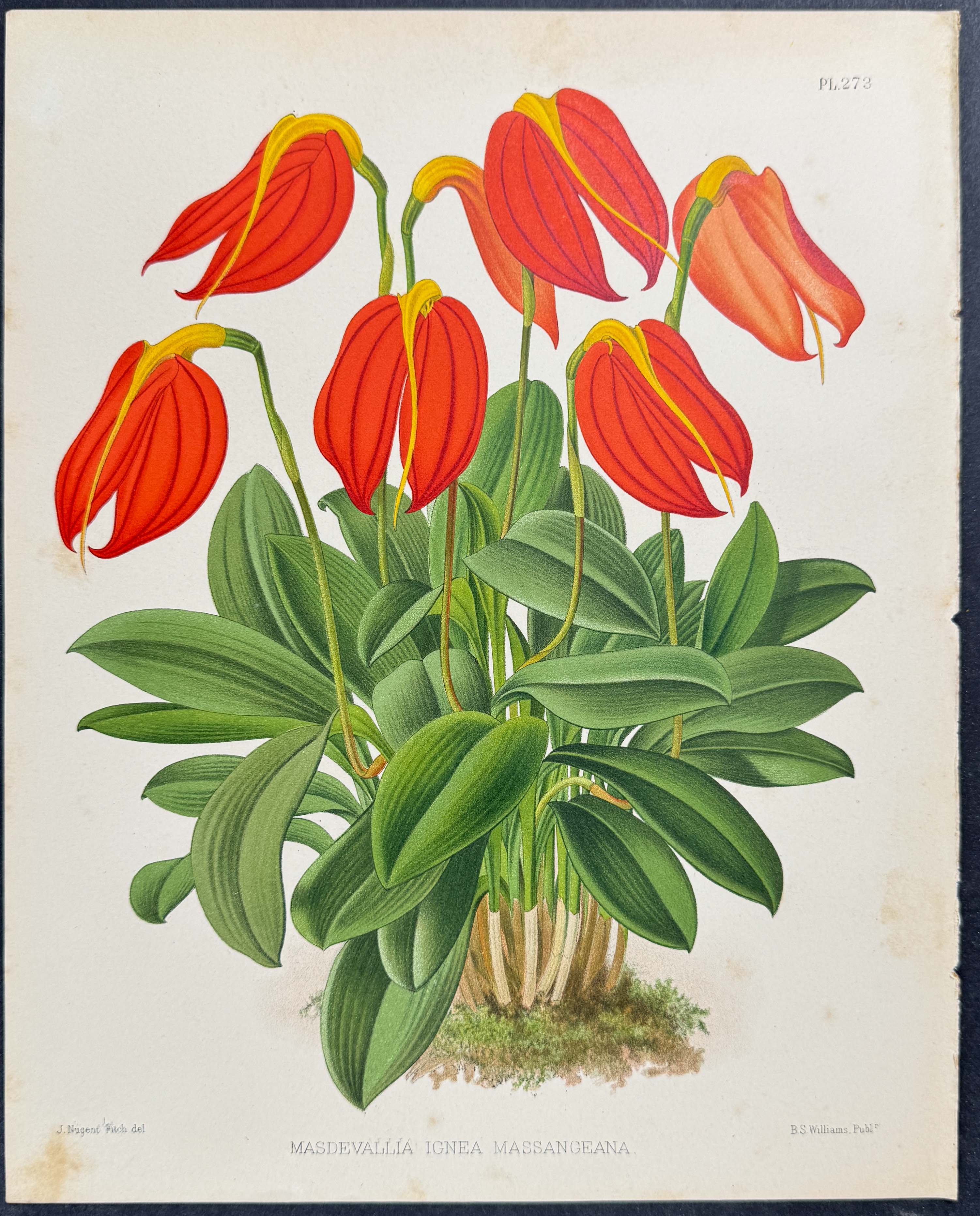 Orchid - Masdevallia Ignea Massangeana