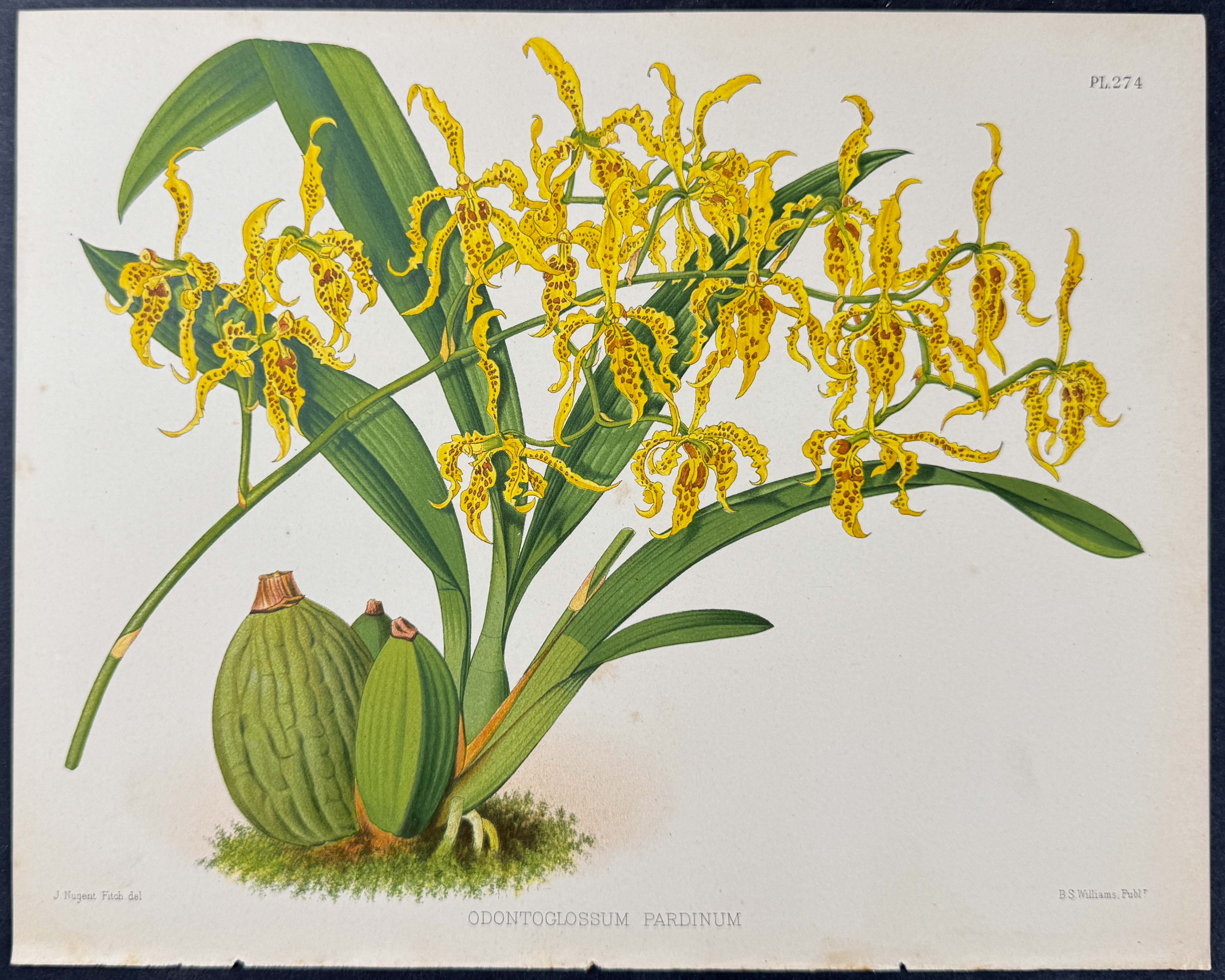 Orchid - Odontoglossum Pardinum