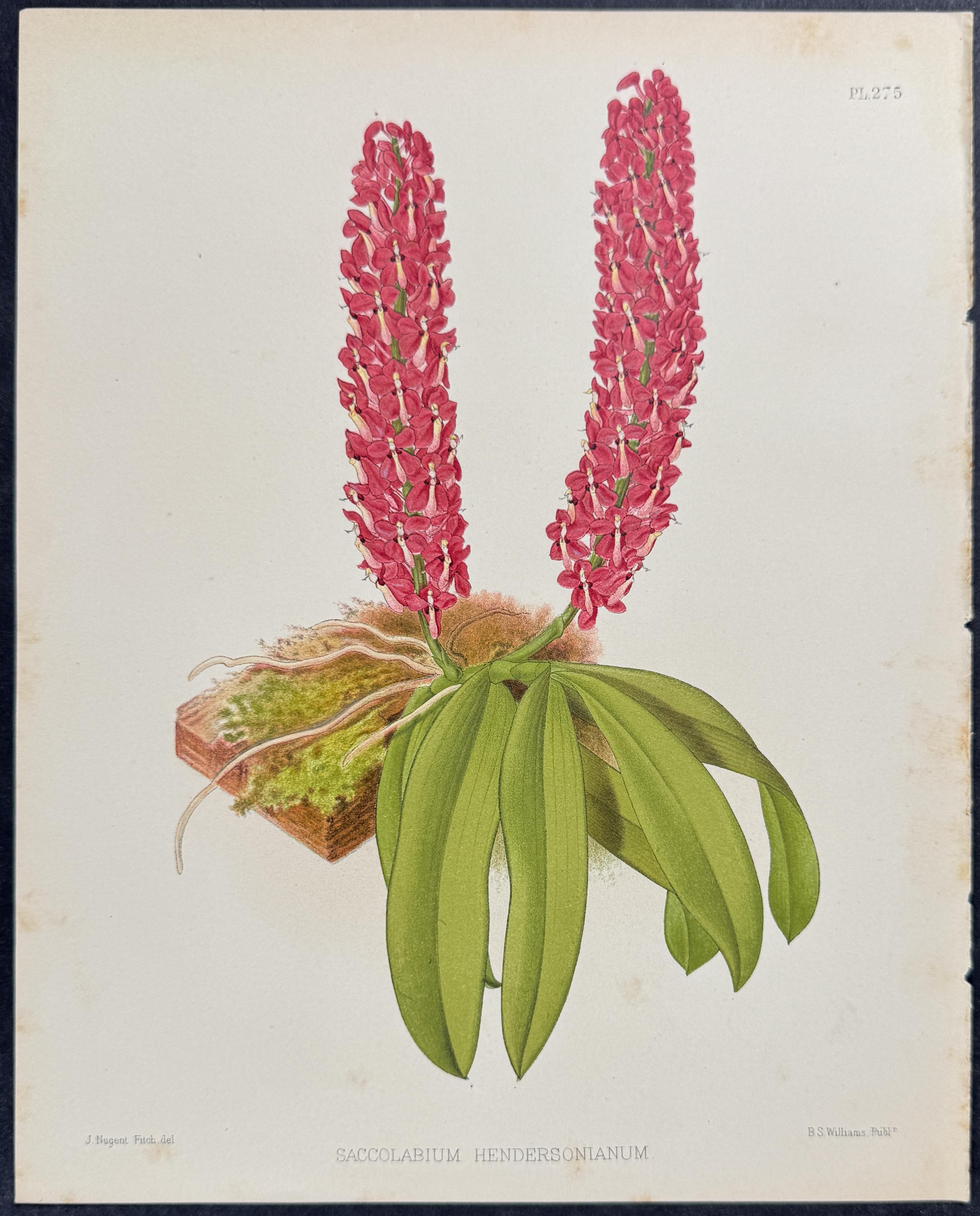 Orchid - Saccolabium Hendersonianum