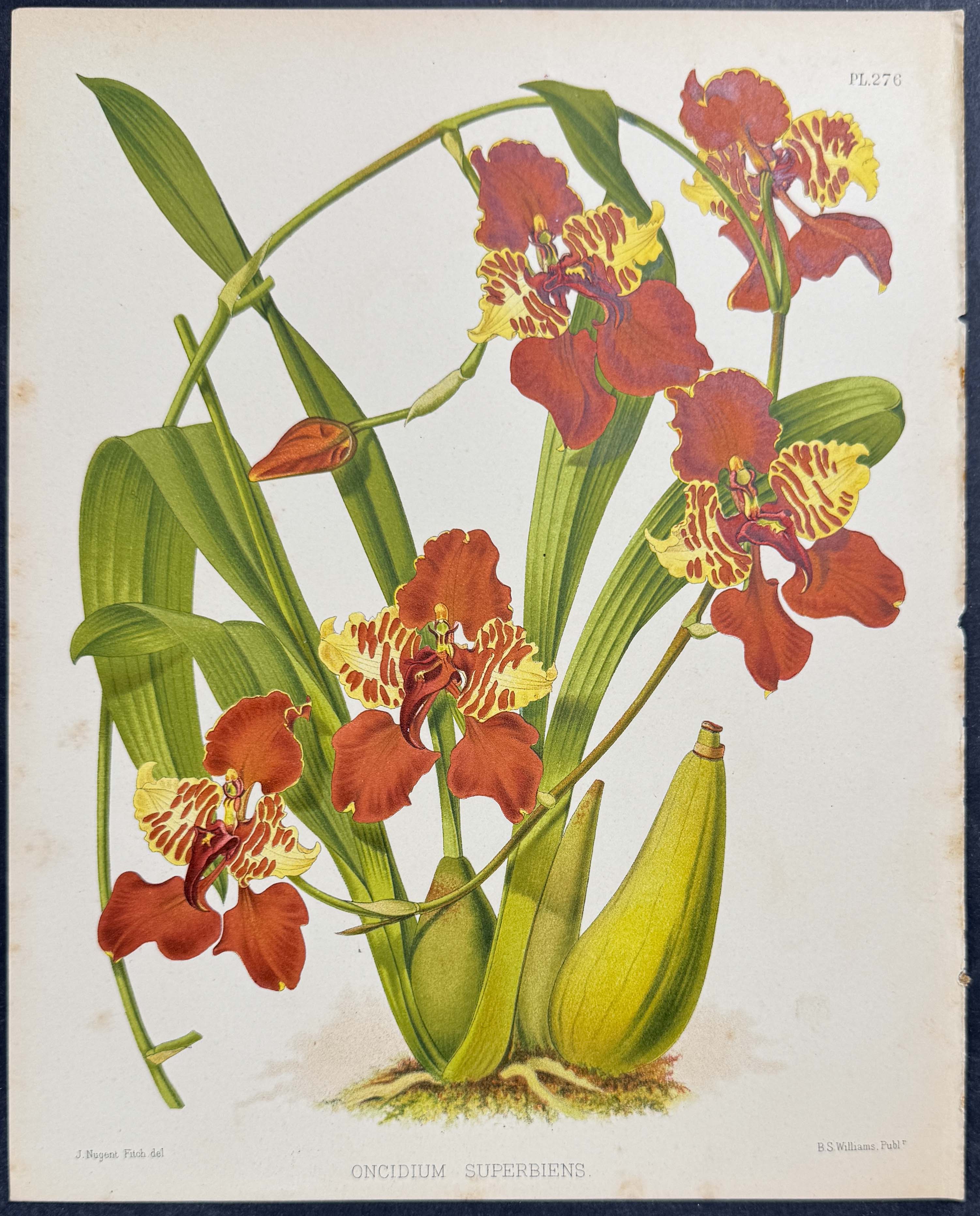 Orchid - Oncidium Superbiens