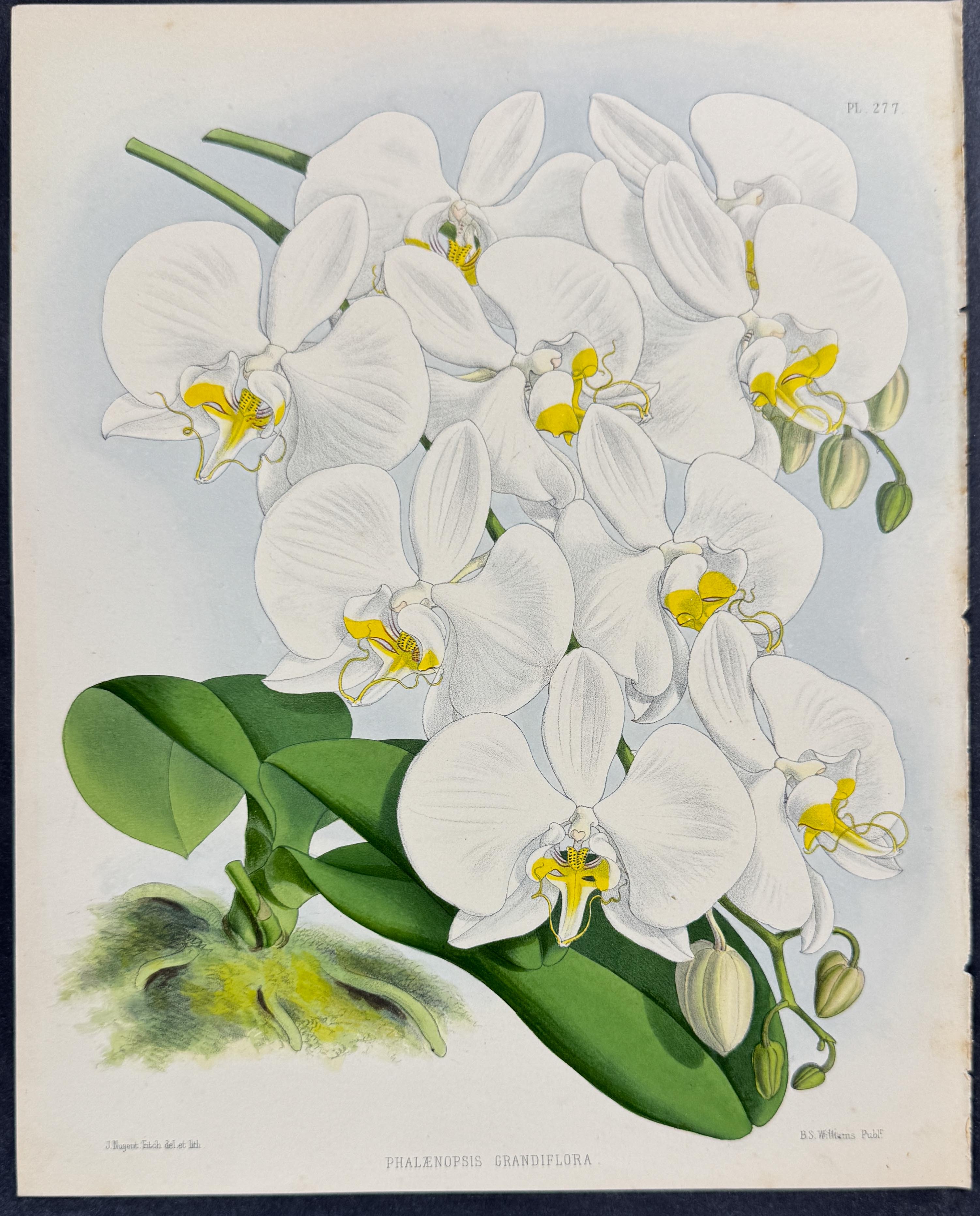 Orchid - Phalaenopsis Grandiflora