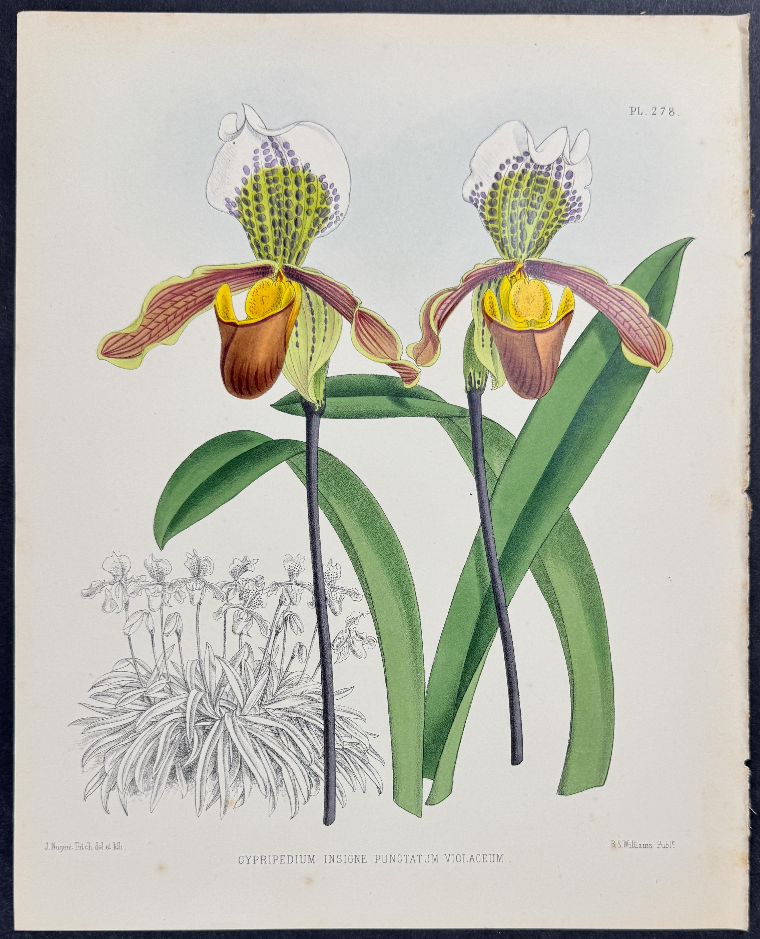 Orchid - Cypripedium Insigne Punctatum Violaceum