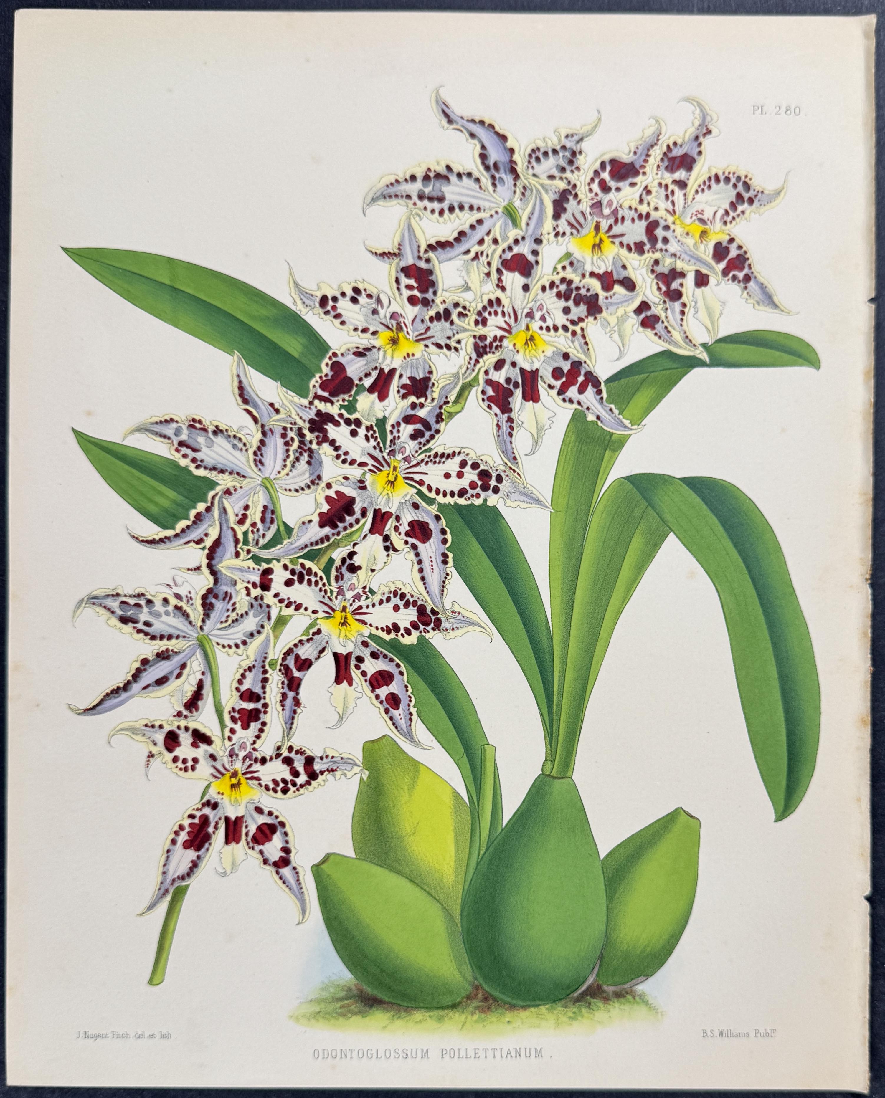Orchid - Odontoglossum Pollettianum
