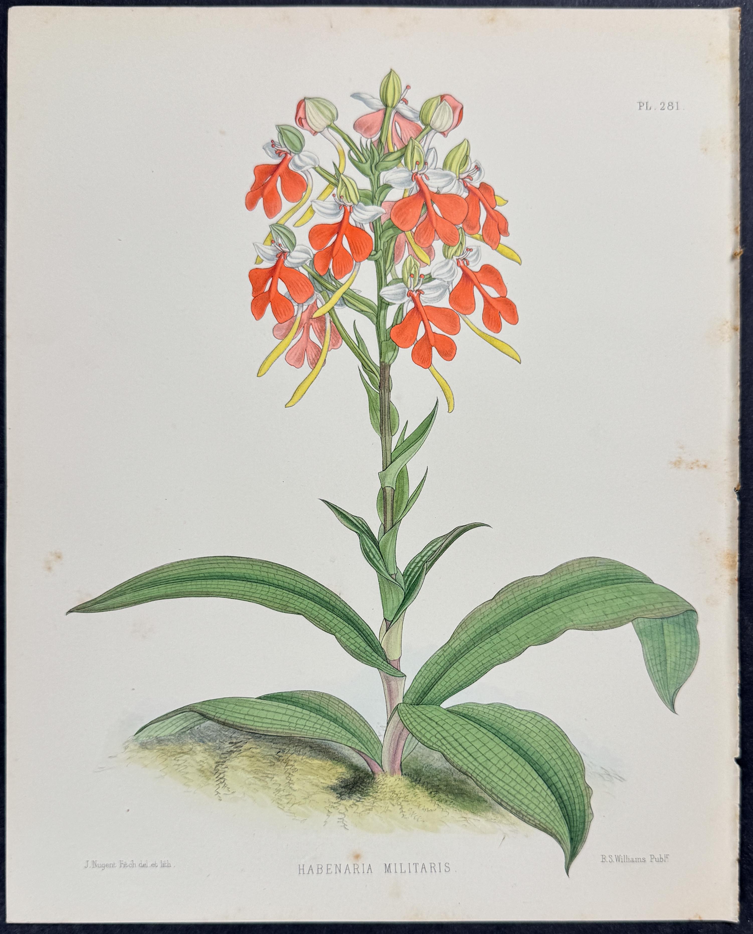 Orchid - Habenaria Militaris