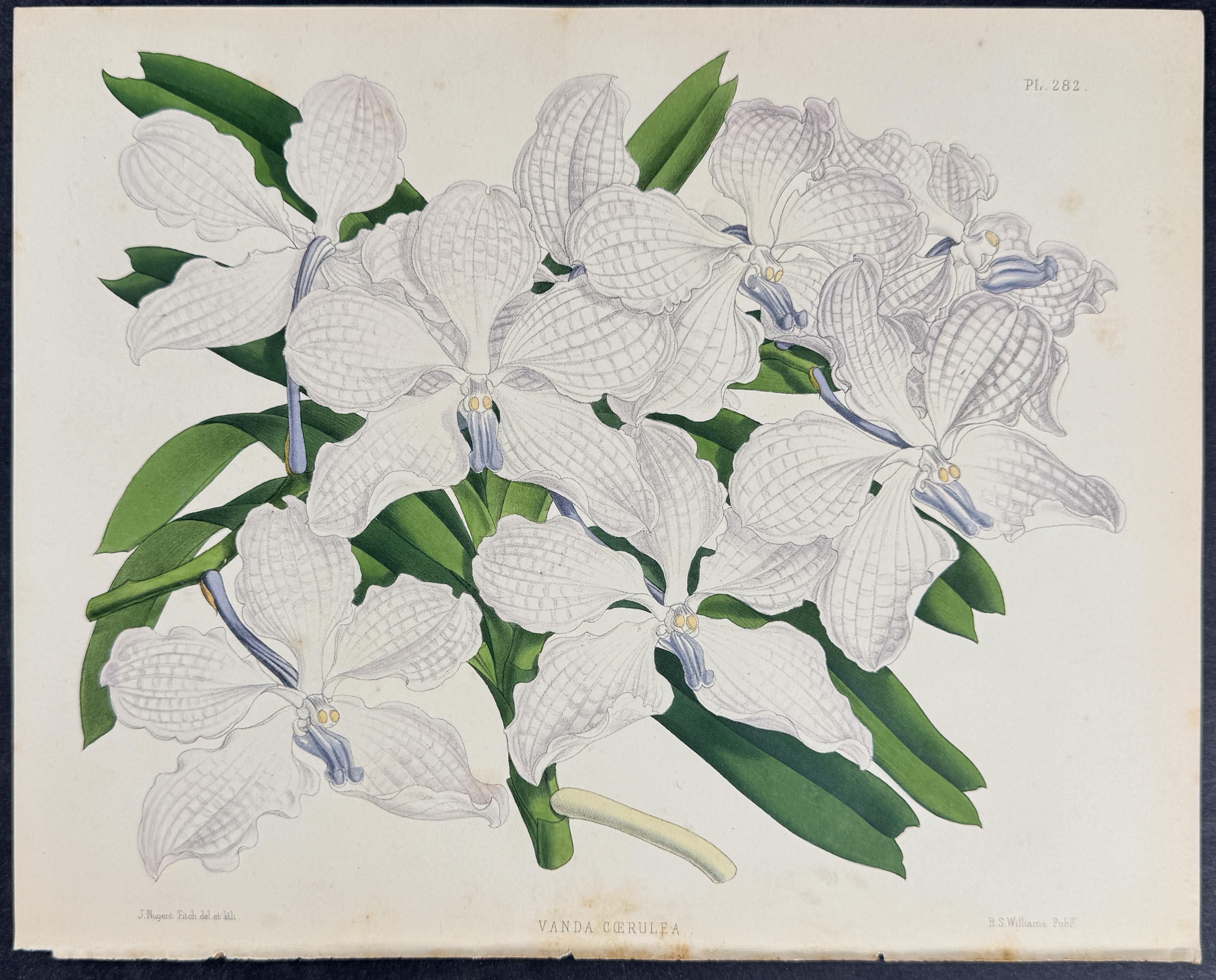 Orchid - Vanda Coerulea
