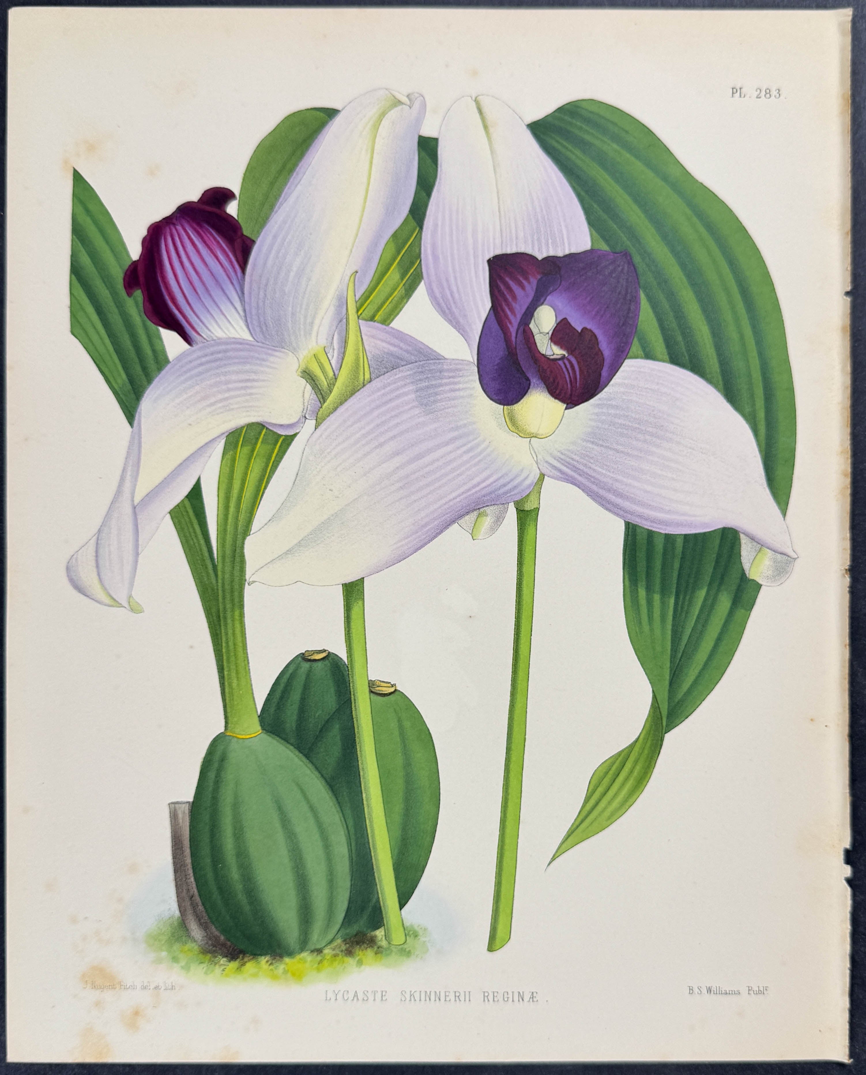 Orchid - Lycaste Skinnerii Reginae