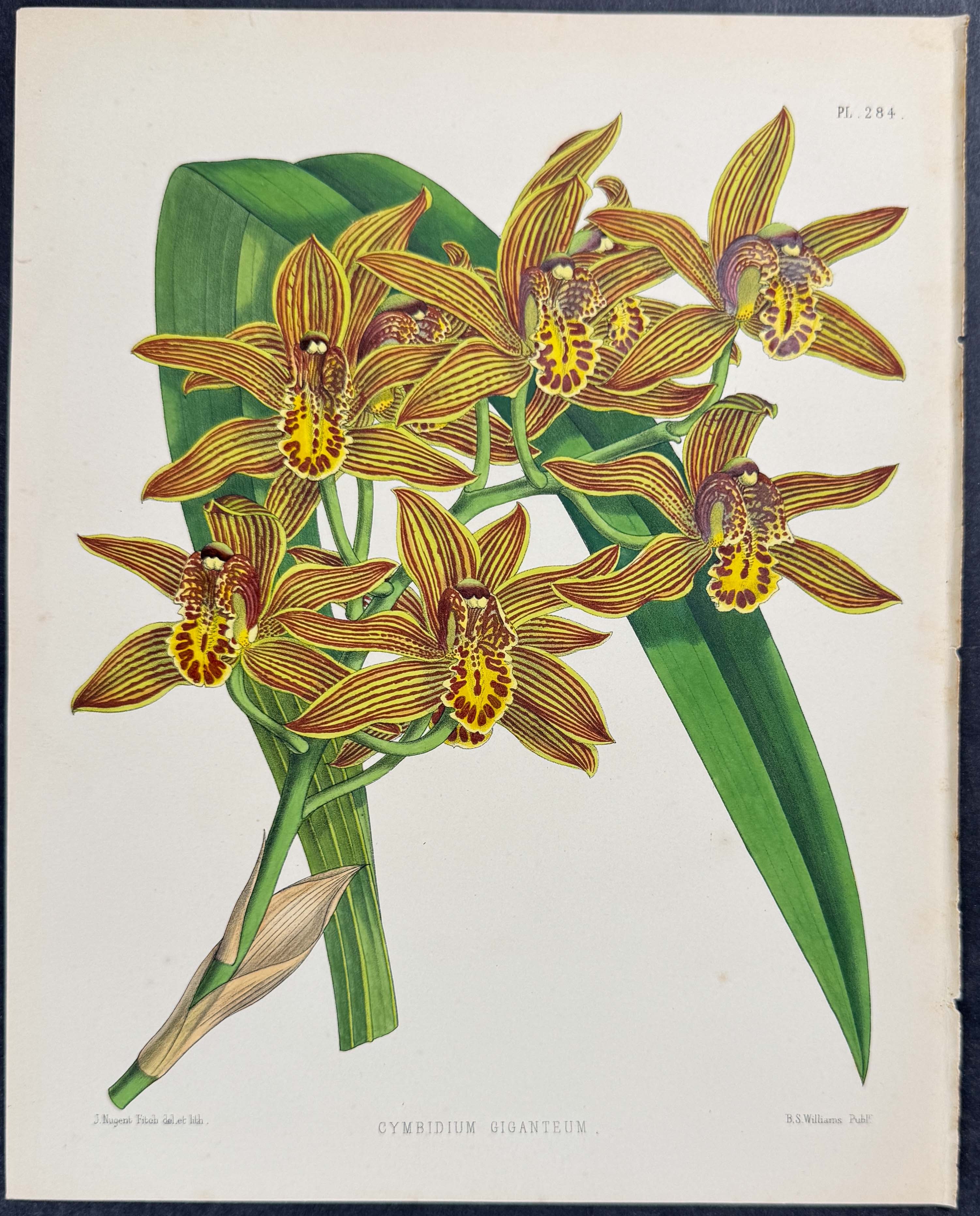 Orchid - Cymbidium Giganteum