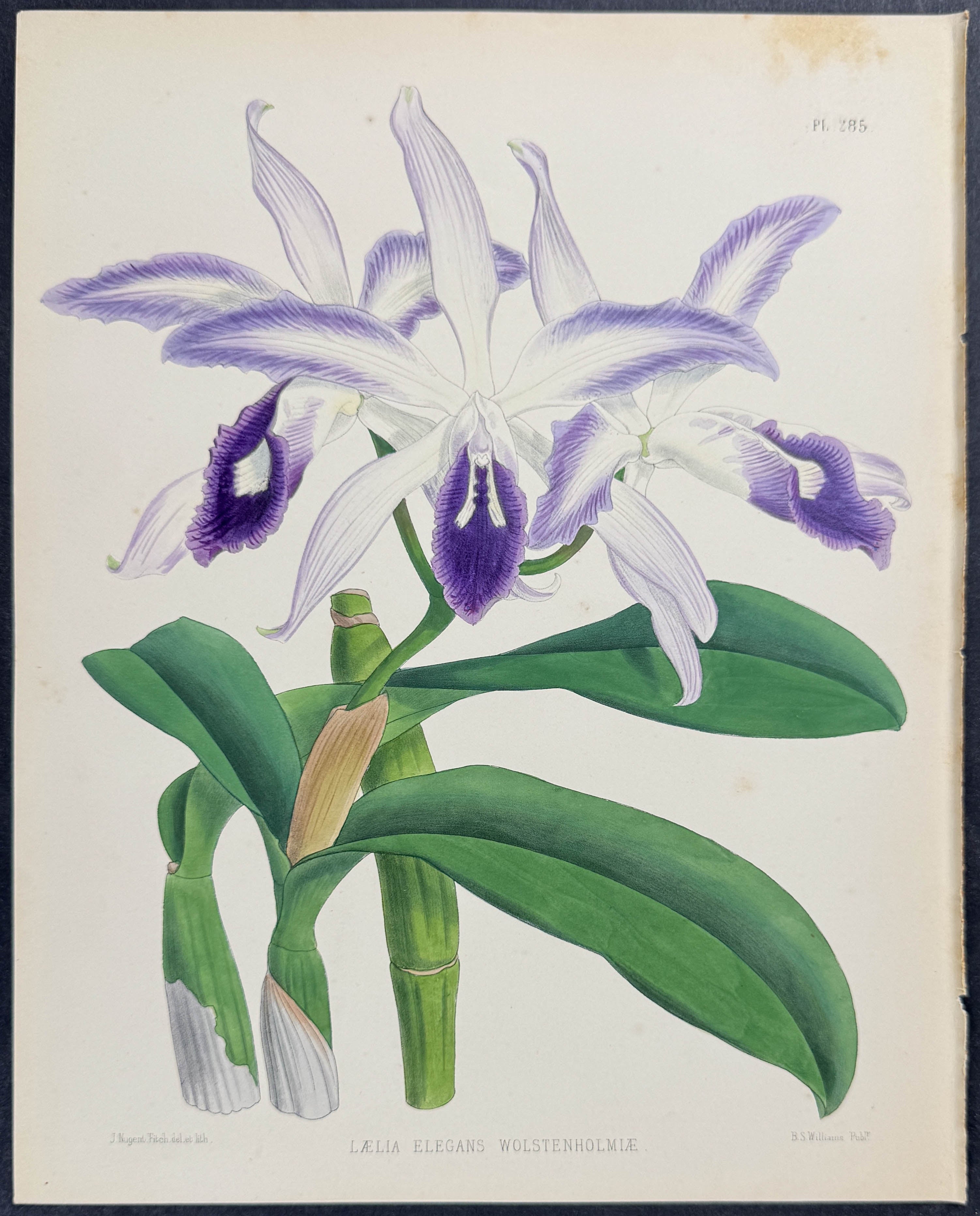 Orchid - Laelia Elegans Wolsten-holmiae