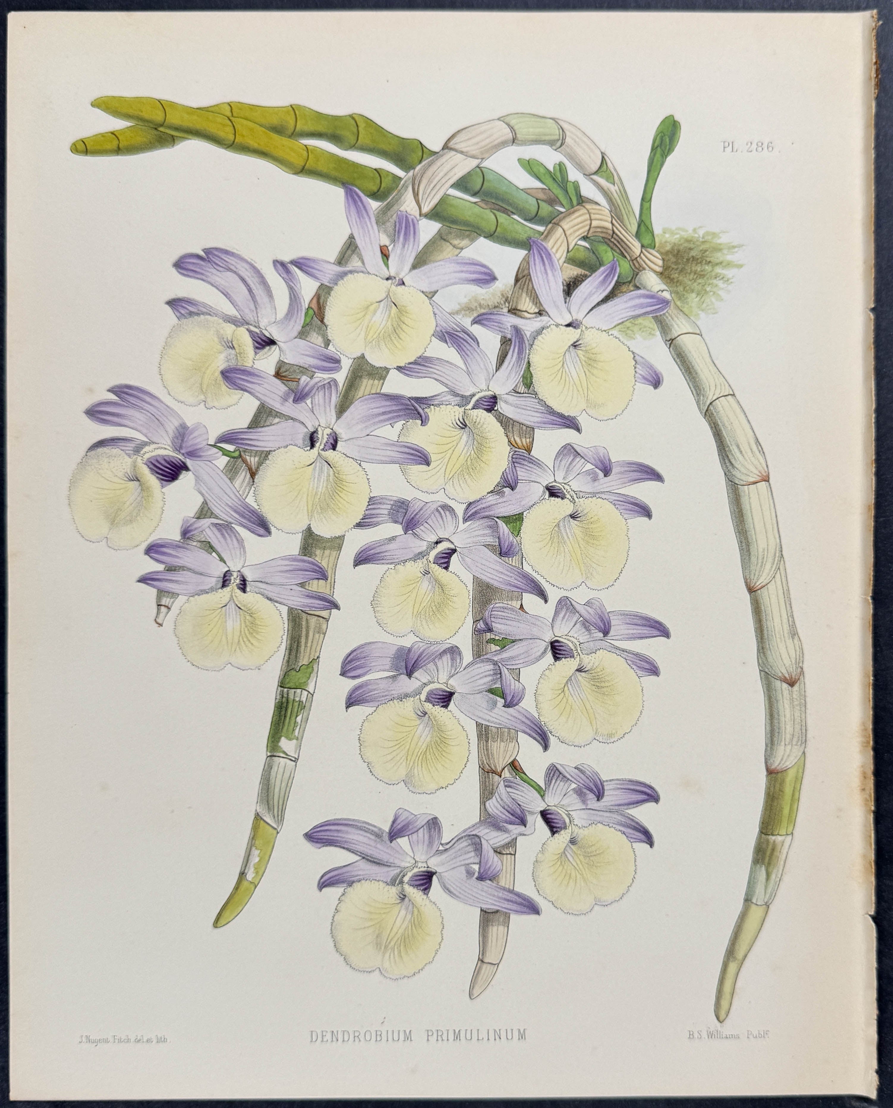Orchid - Dendrobium Primulinum