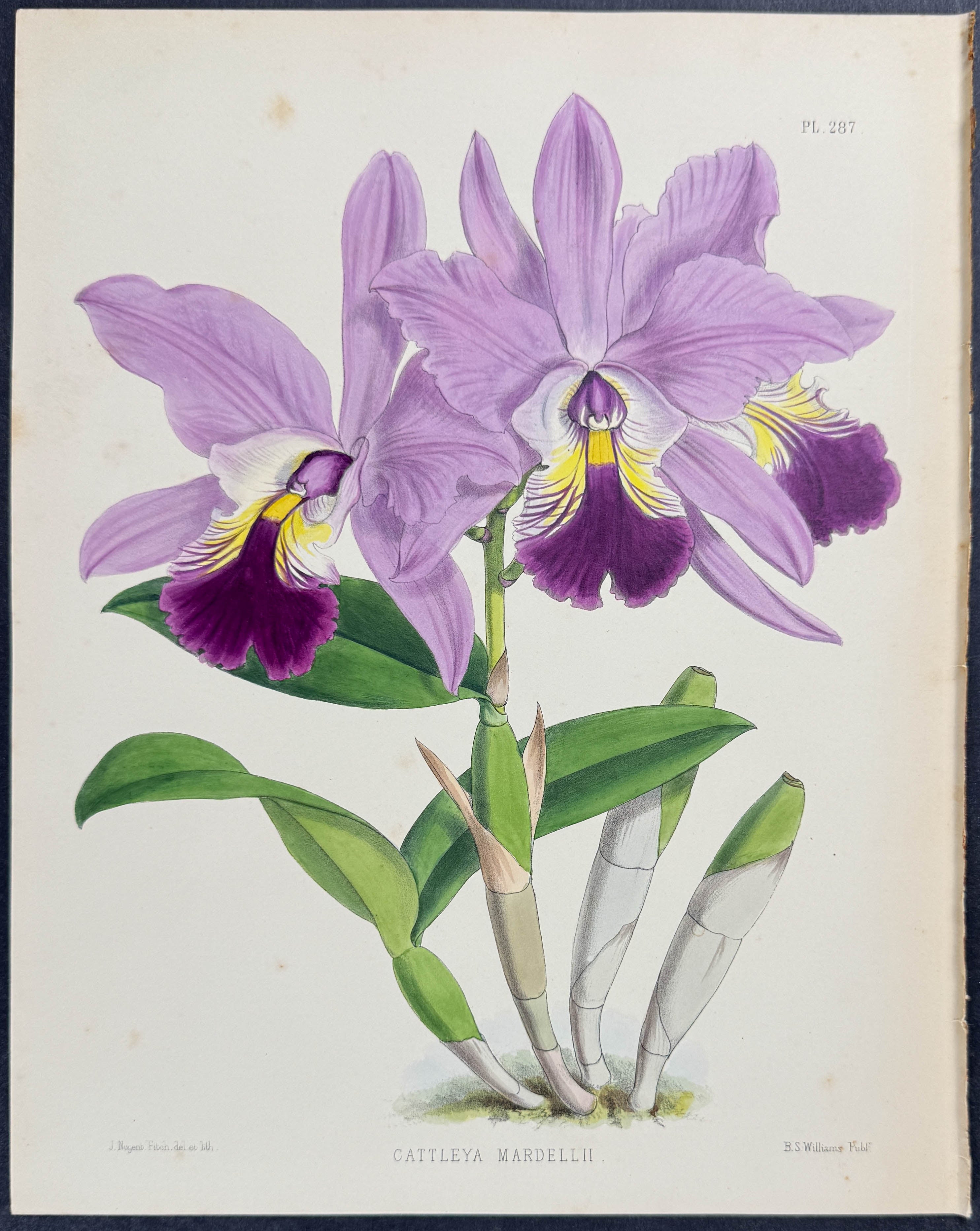 Orchid - Cattleya Mardellii