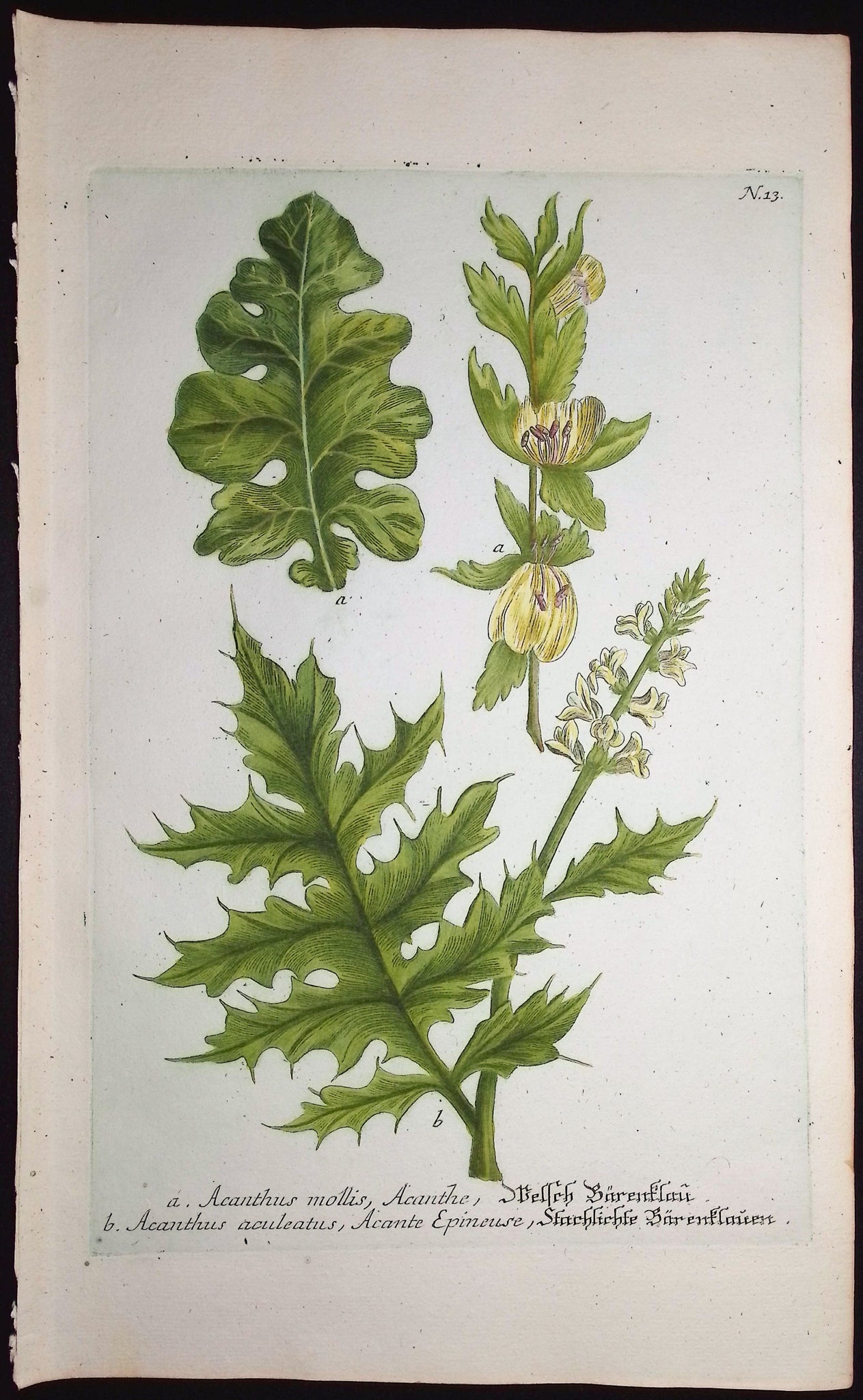 Acanthus