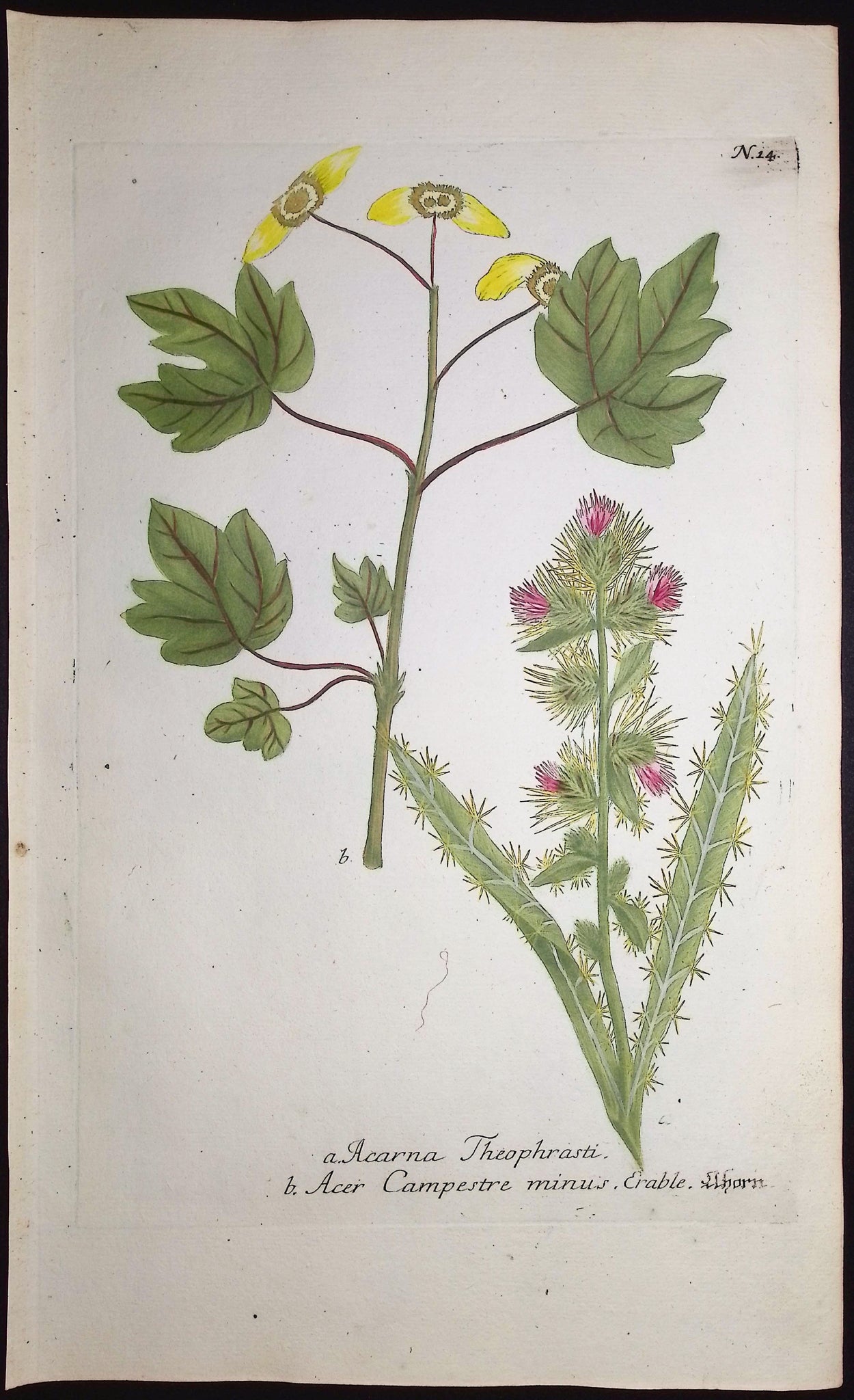 Hedge Maple and Thistle