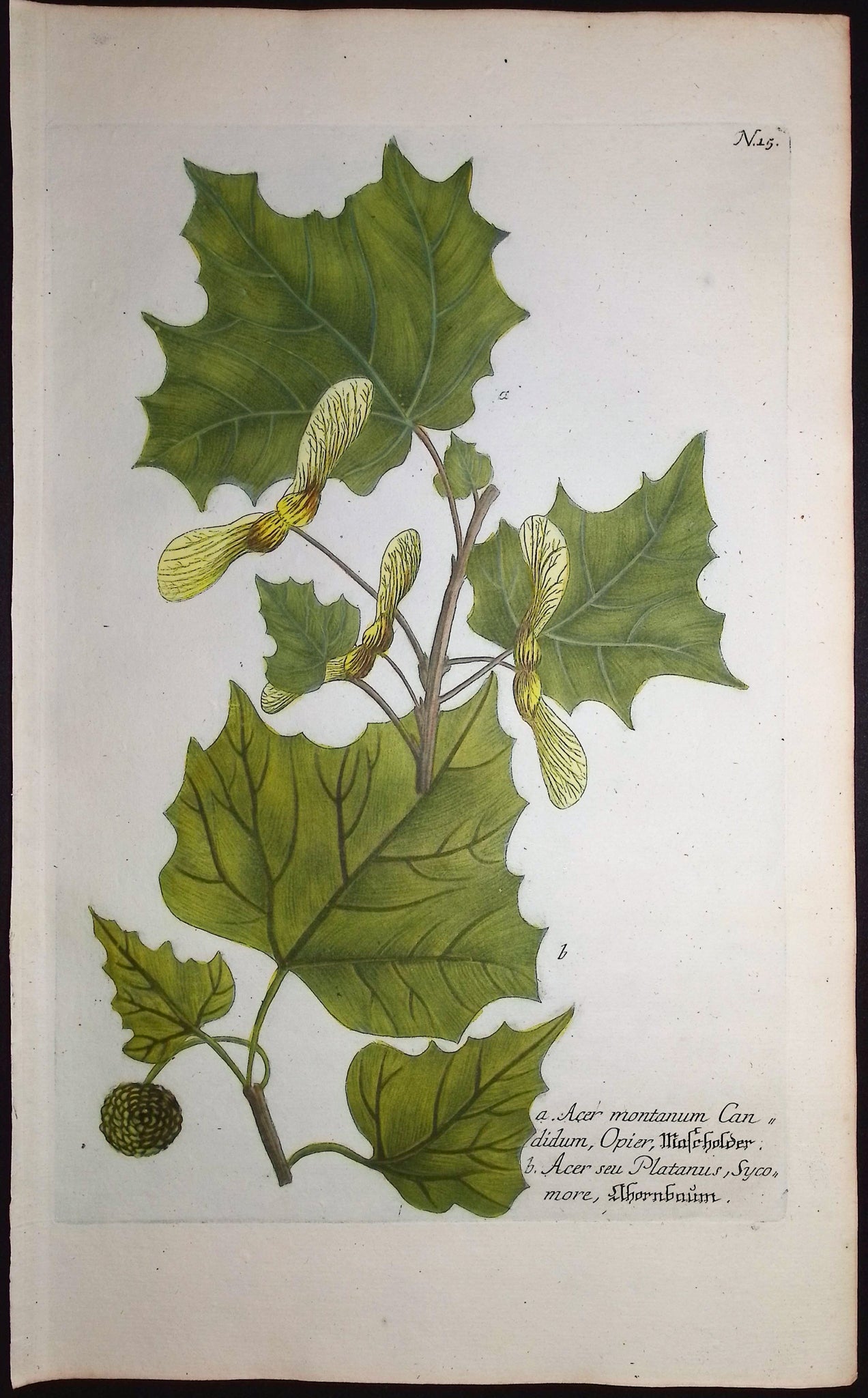 Maple